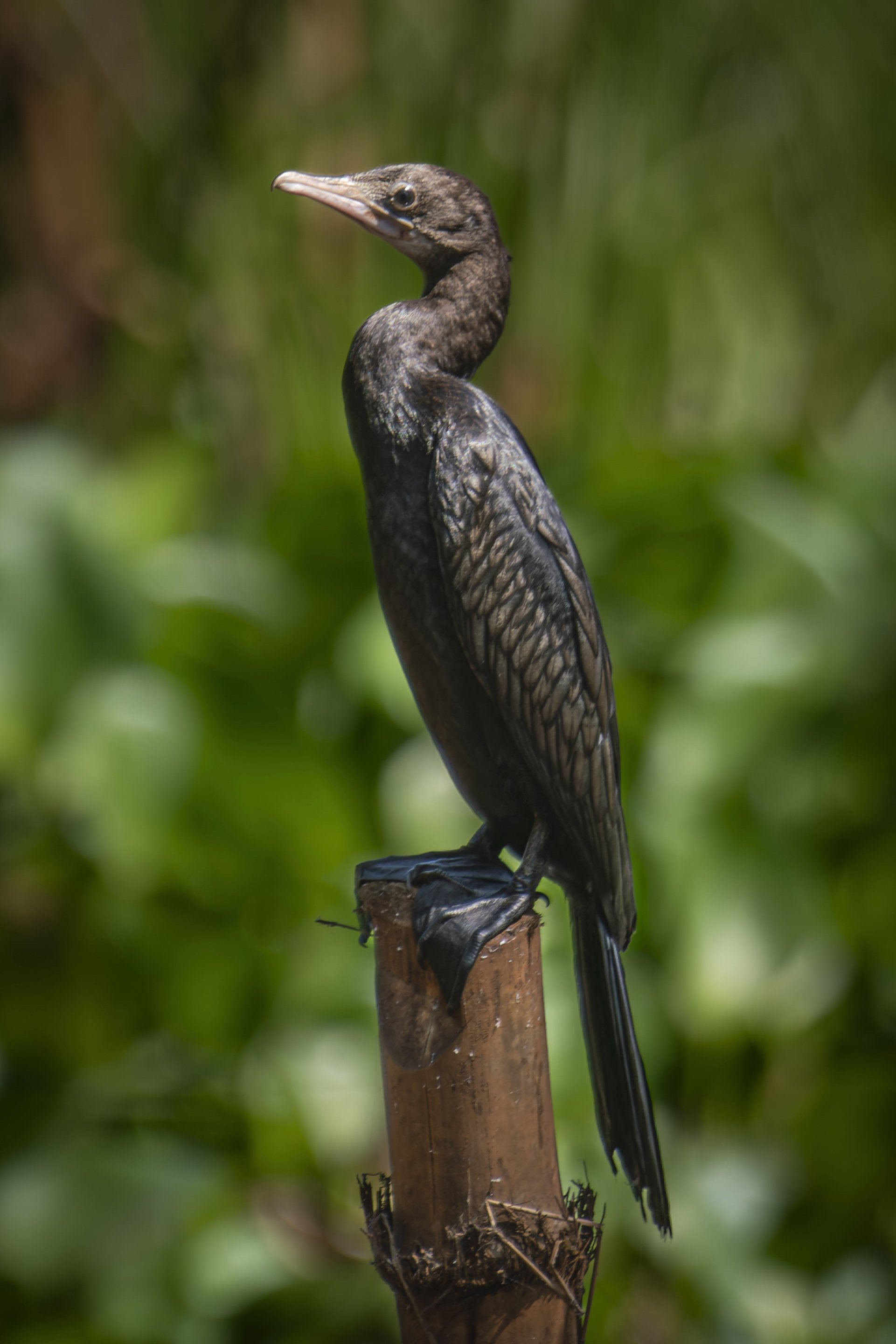 Birds of the Tra  Su Forest in Cambodia
