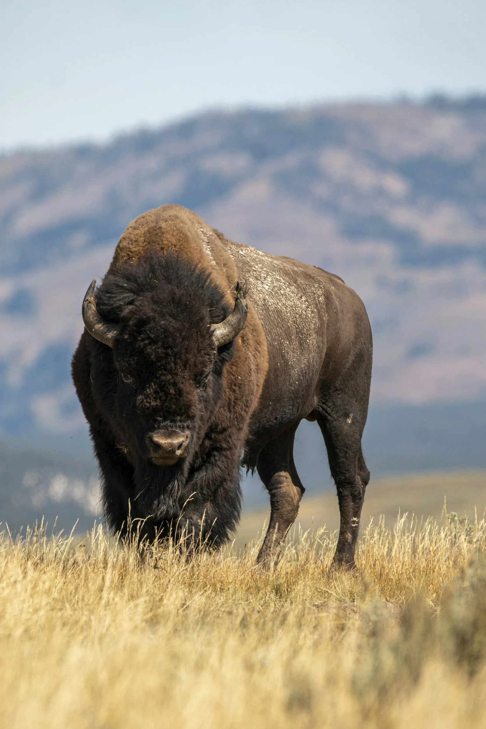A bison standing in a grassy field with mountains in the background.