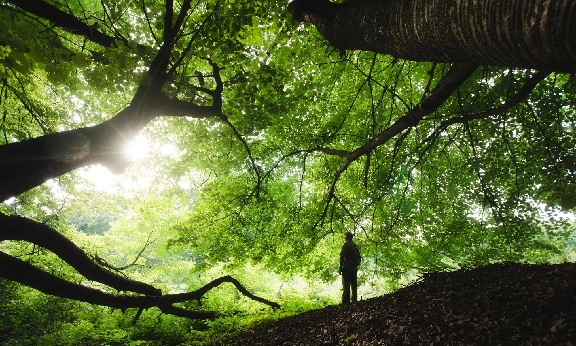 Nature Therapy in Recovery: Why the Outdoors Speeds Healing