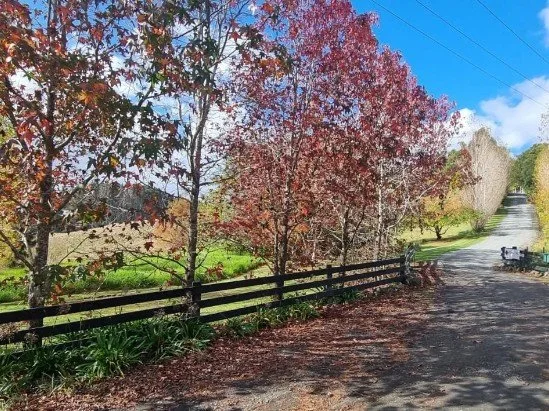 Picture of the beautiful trees up the driveway, the first thing people see at keystone lodge