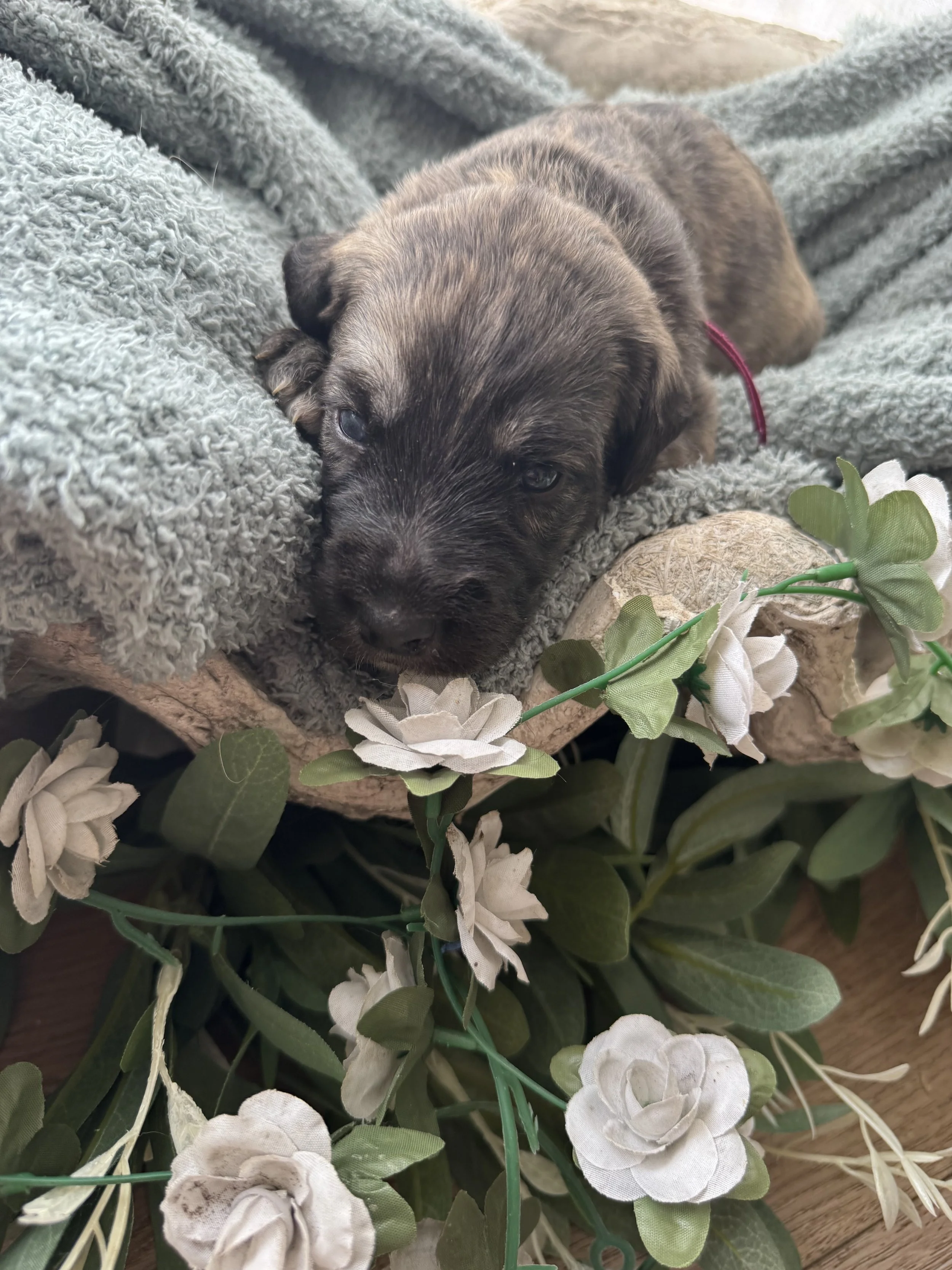Ozzy: She is a our tiny girl that is focused and determined. Ozzy is already very exploratory and intelligent. 