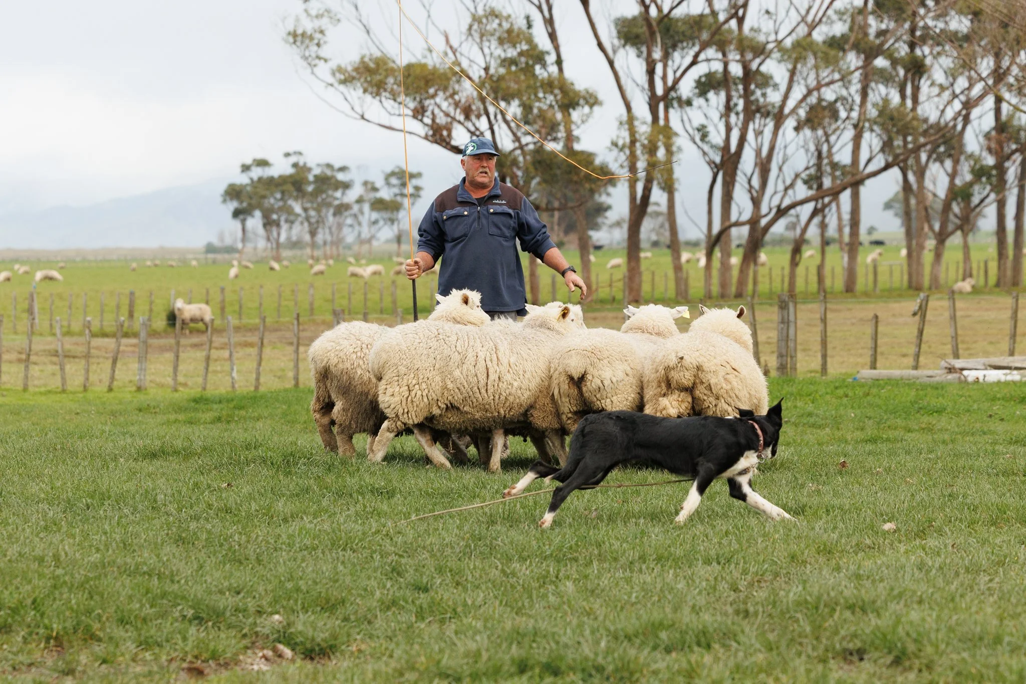 260619_BLNZ_shepherds_day-440.JPG