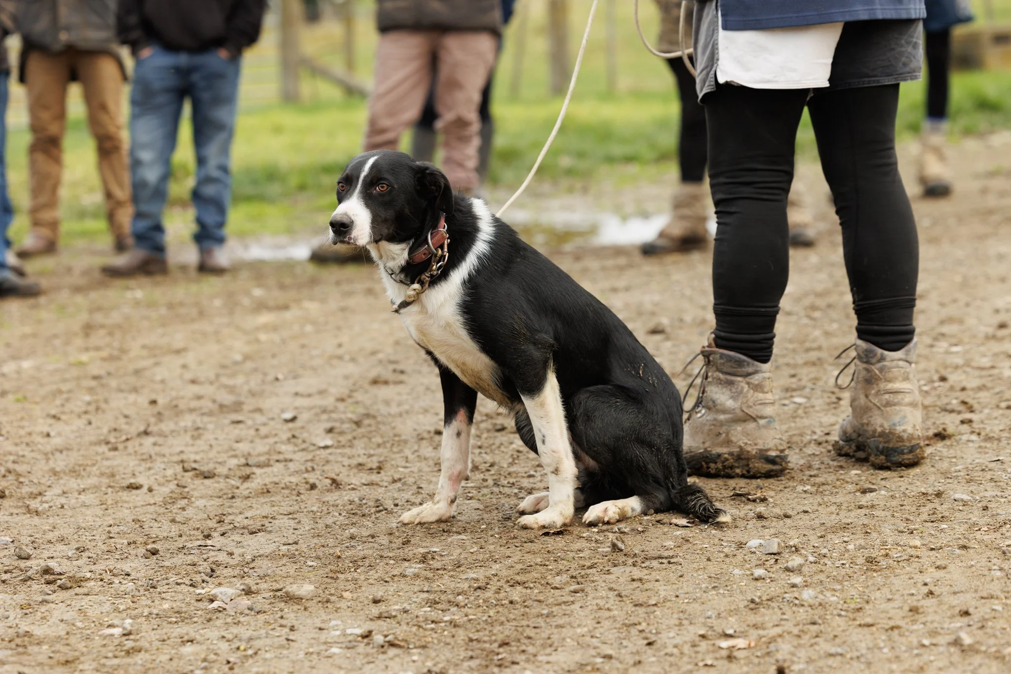 260619_BLNZ_shepherds_day-380.JPG