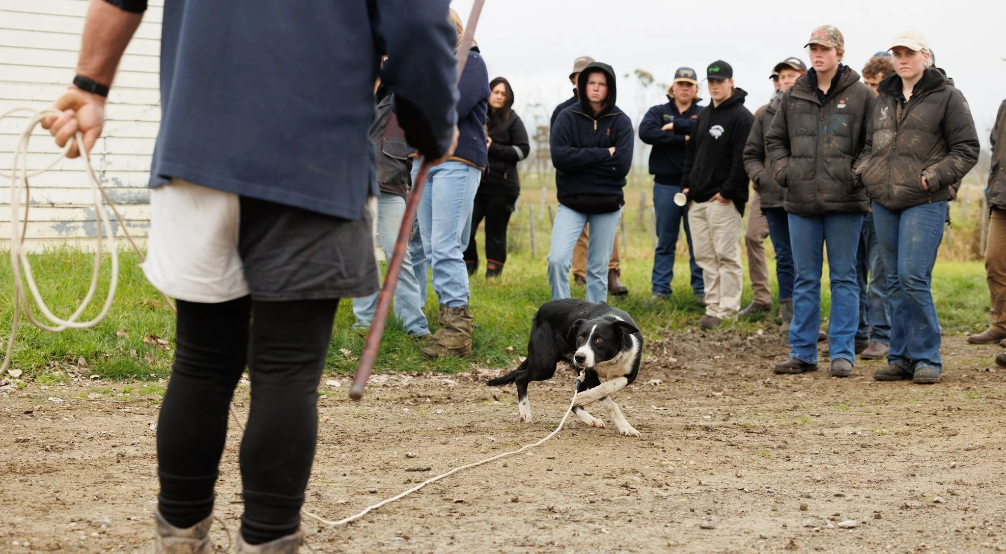 260619_BLNZ_shepherds_day-340.JPG