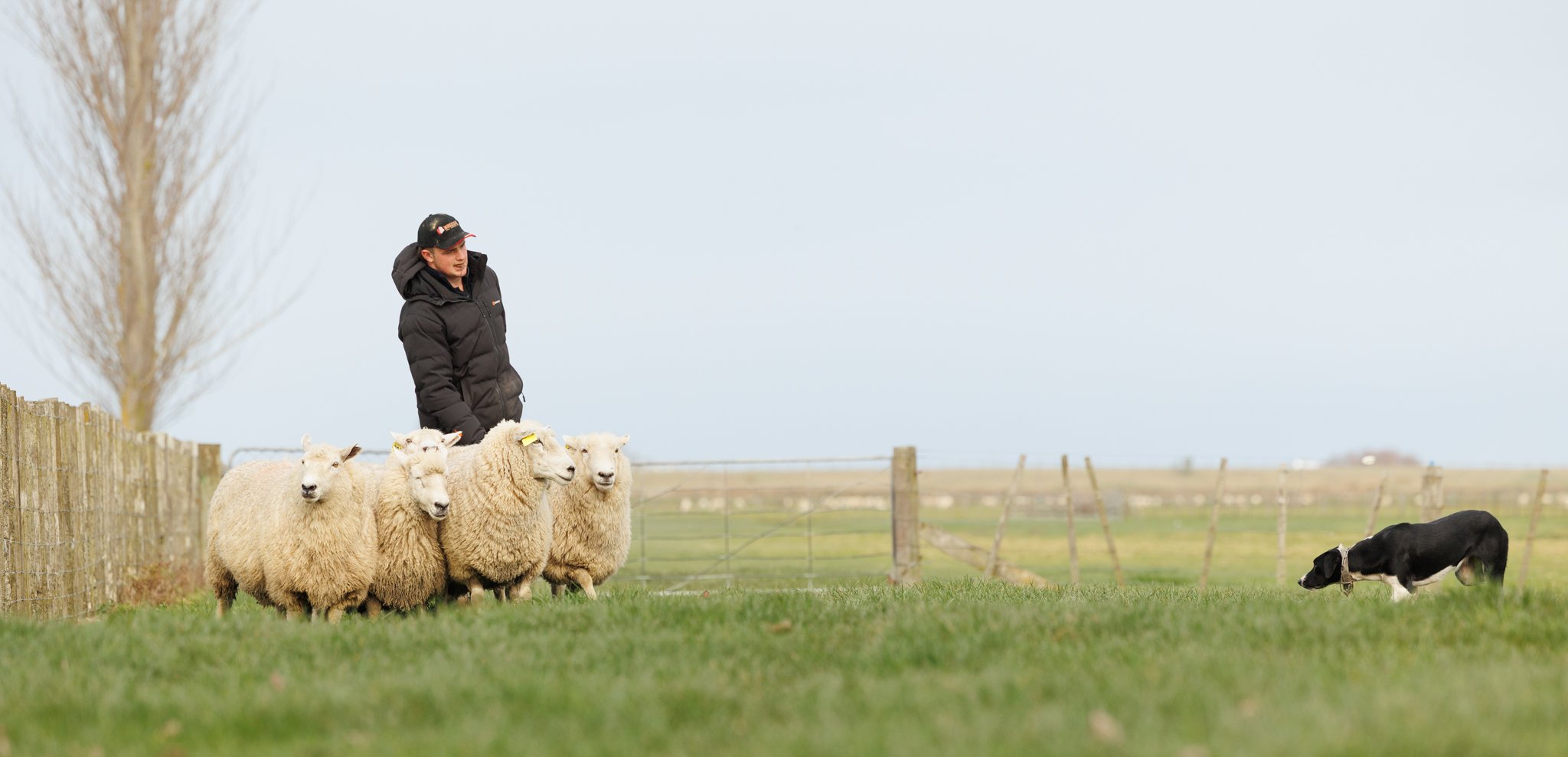 260619_BLNZ_shepherds_day-943.JPG