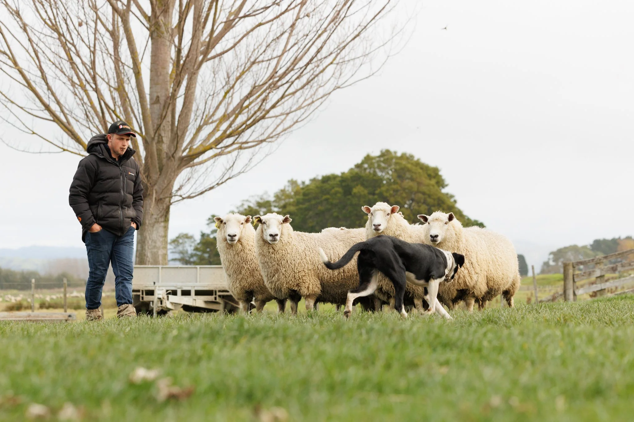 260619_BLNZ_shepherds_day-912.JPG