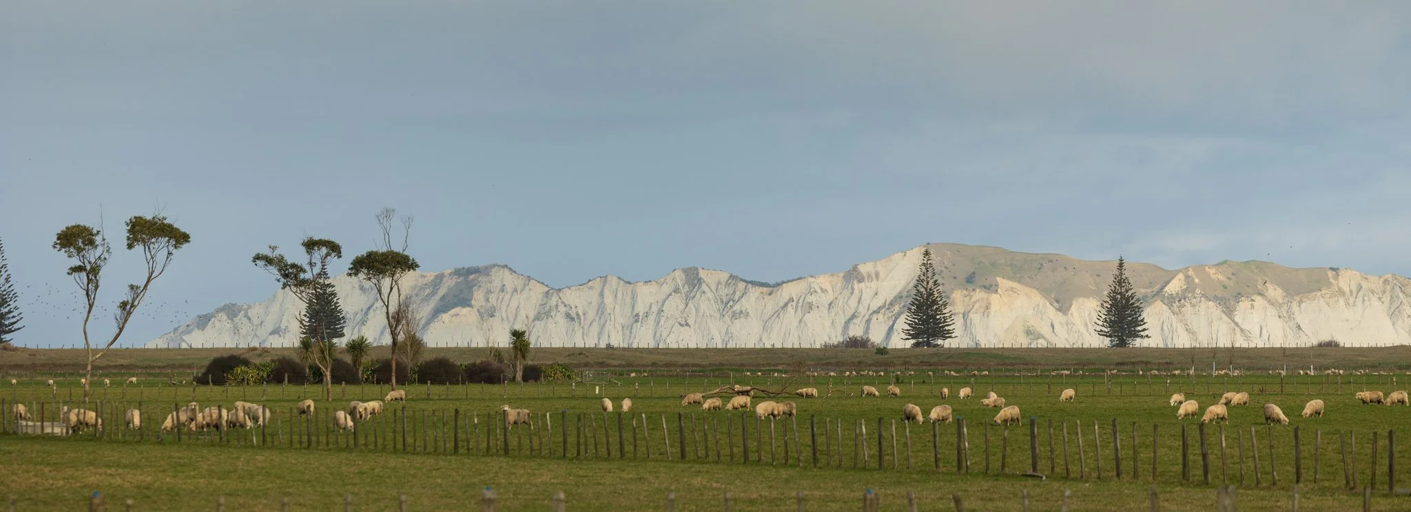 260619_BLNZ_shepherds_day-1047.JPG