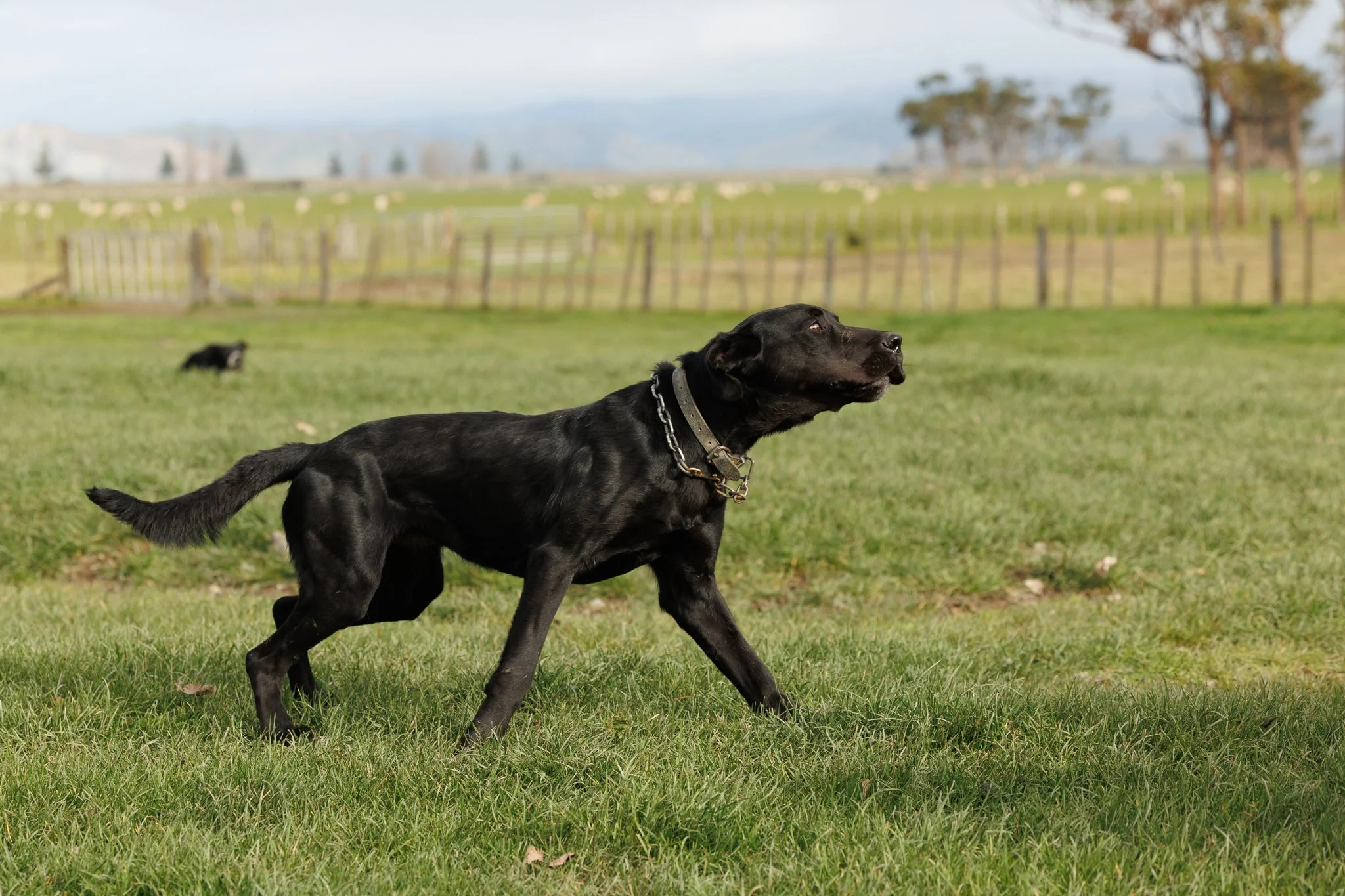 260619_BLNZ_shepherds_day-978.JPG