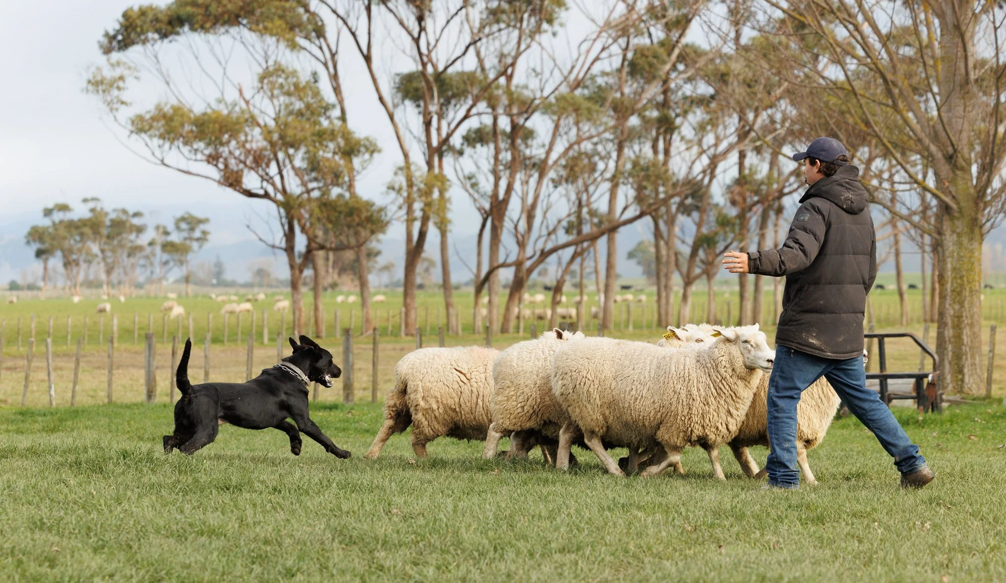 260619_BLNZ_shepherds_day-1011.JPG