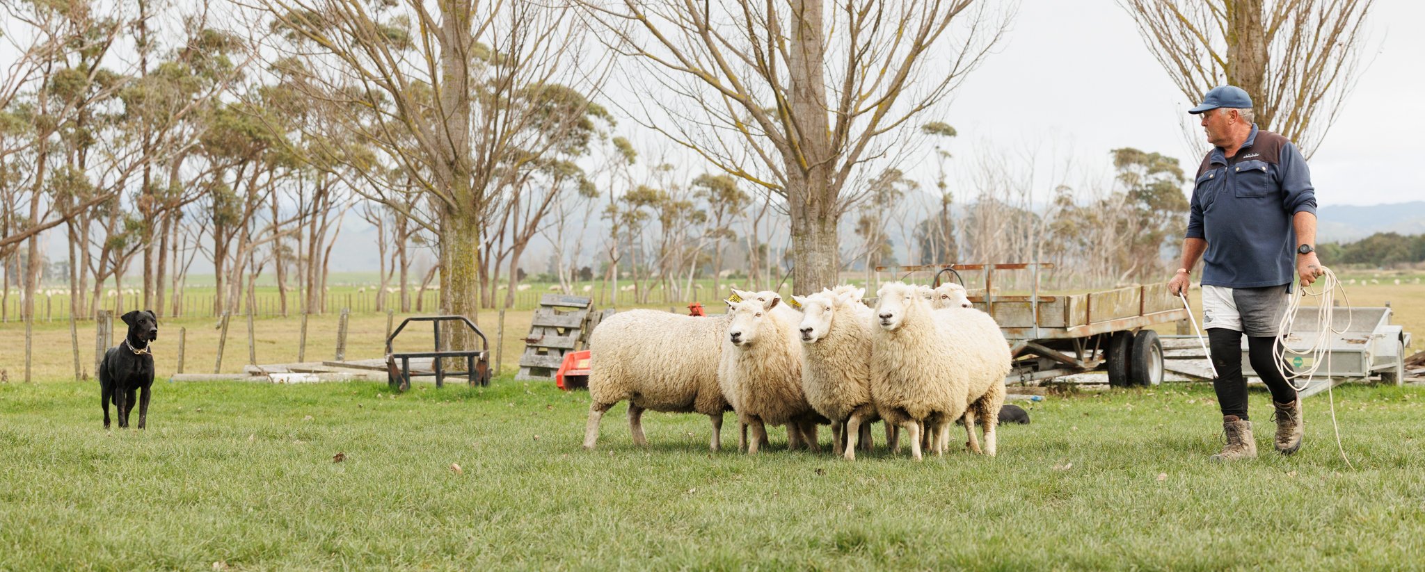 260619_BLNZ_shepherds_day-817.JPG