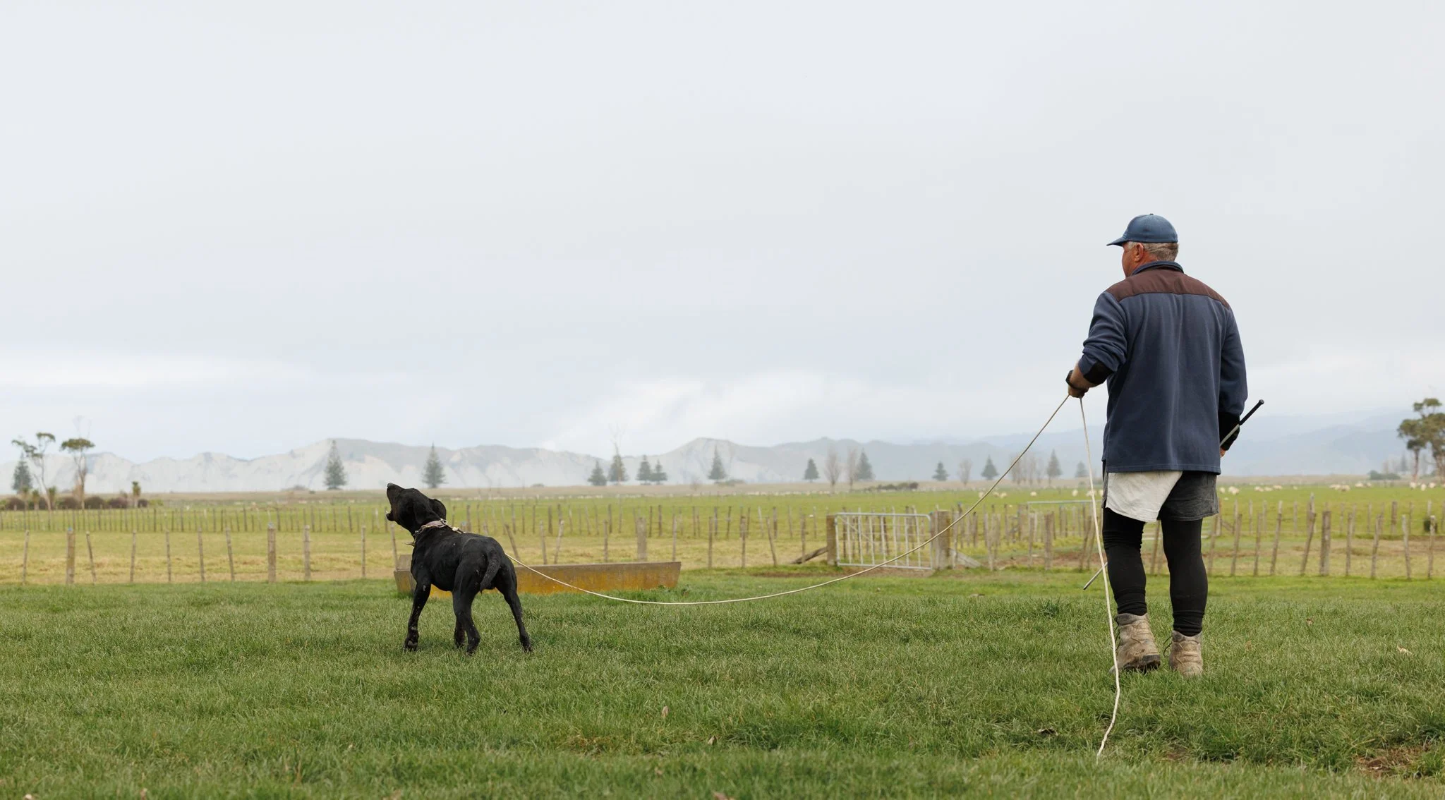 260619_BLNZ_shepherds_day-757-2.JPG