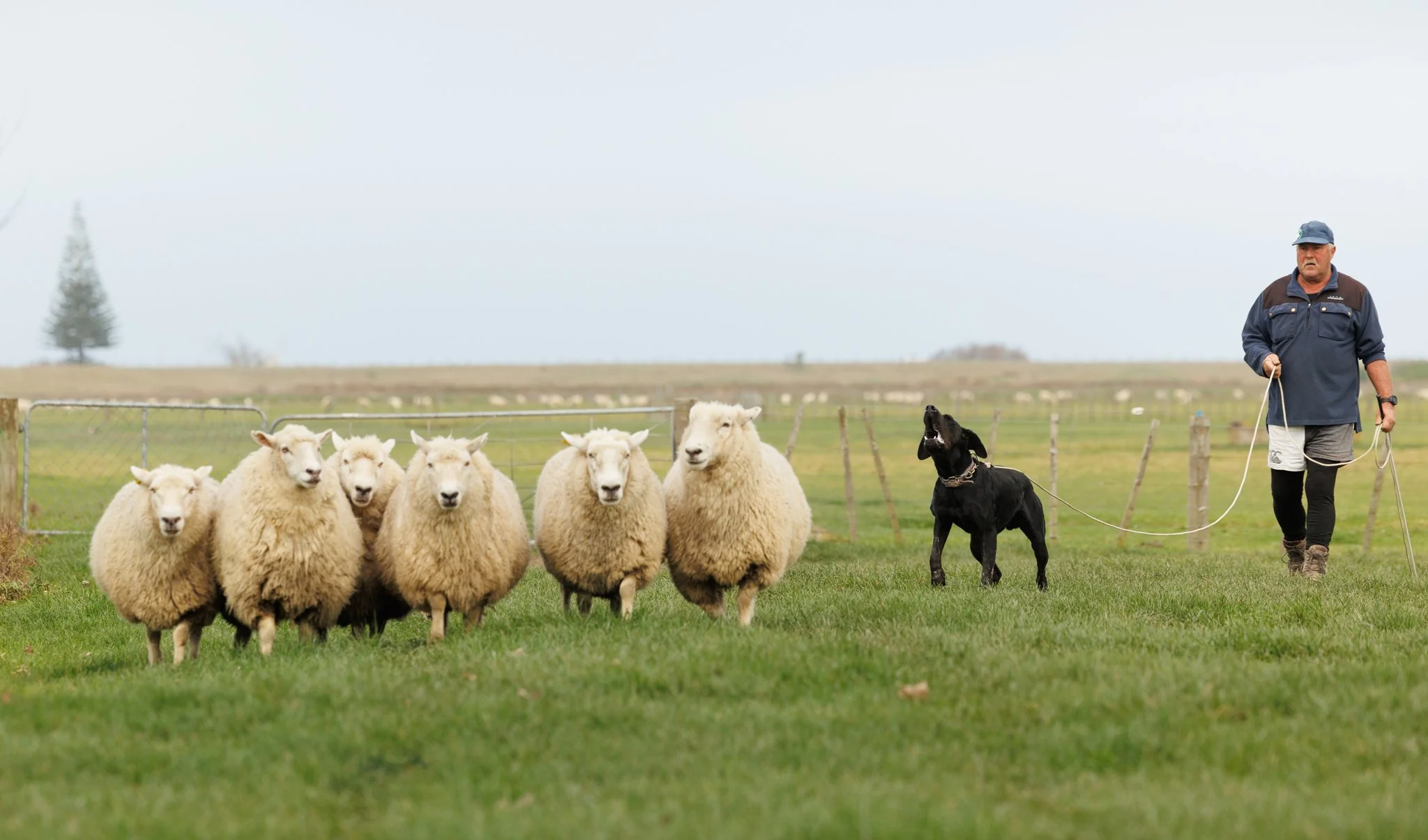 260619_BLNZ_shepherds_day-781.JPG