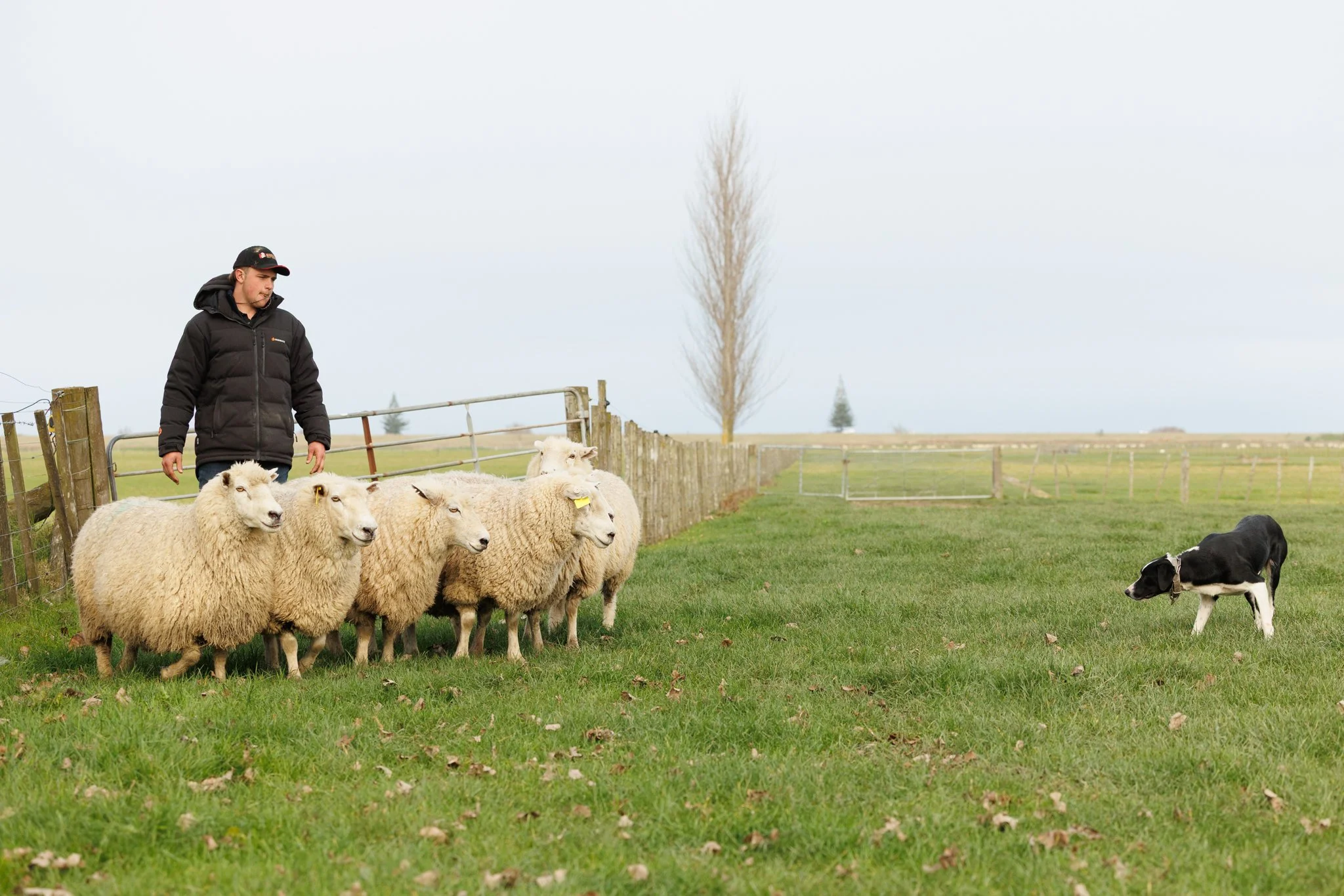 260619_BLNZ_shepherds_day-959.JPG