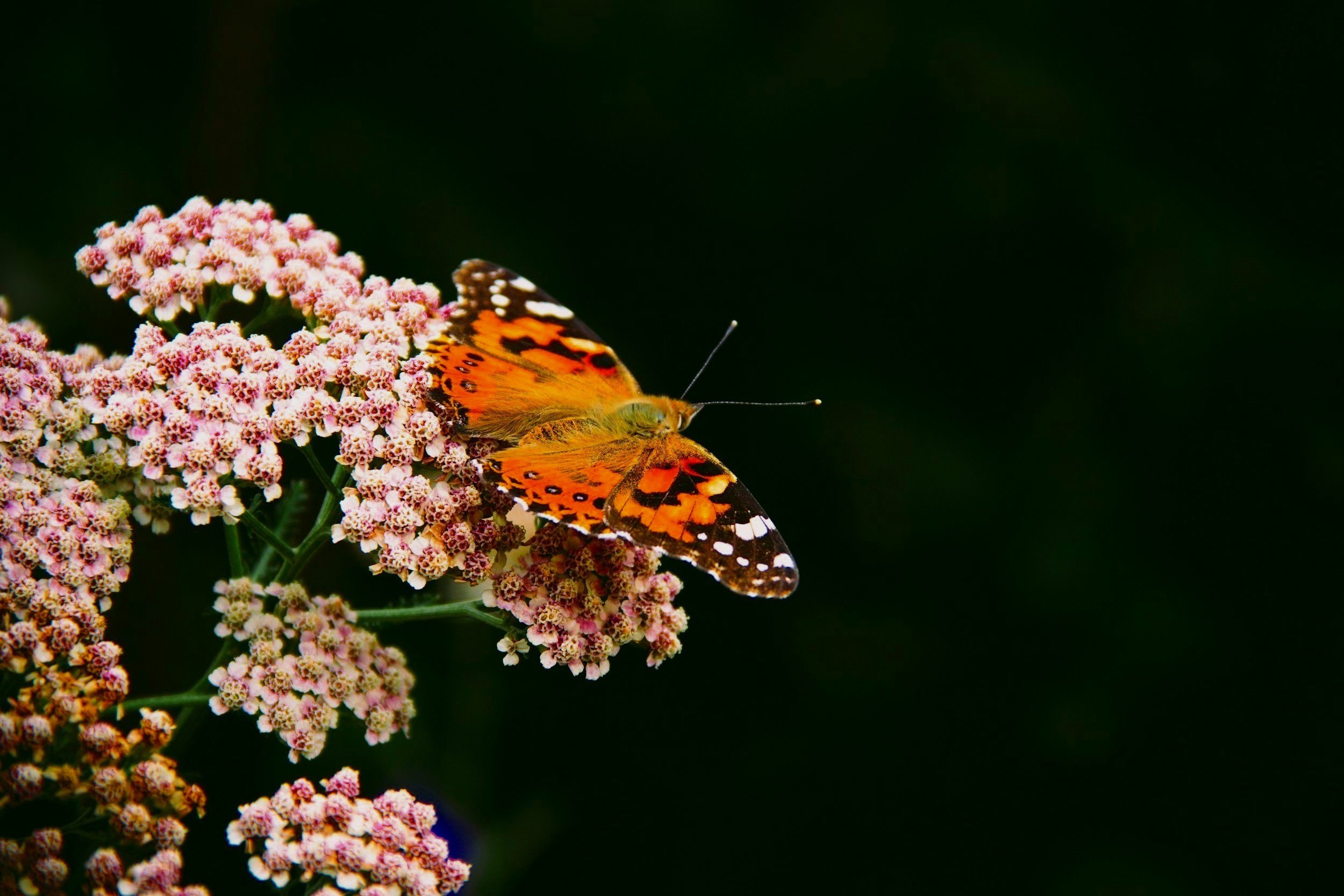 Orange and black butterfly on pink flowers against dark background. monarch