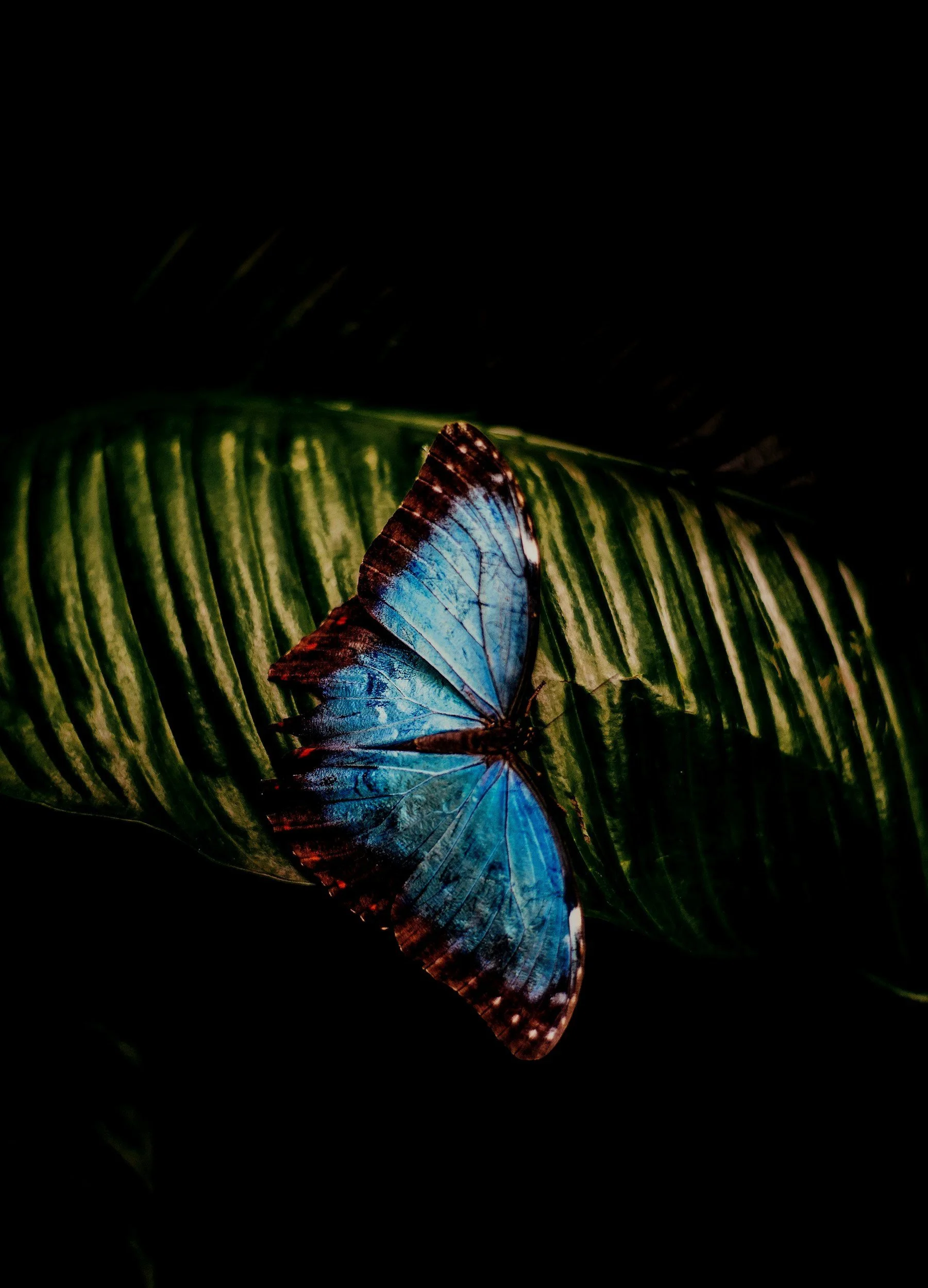 Blue butterfly on green leaf, dark background