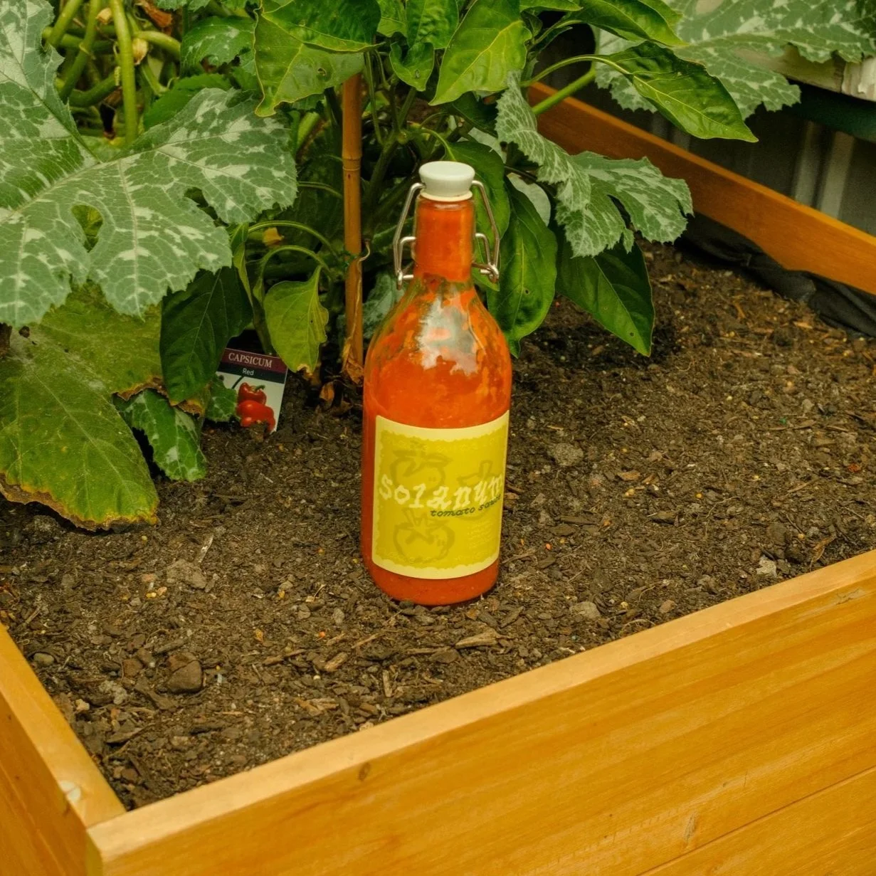 Solanum Tomato Sauce