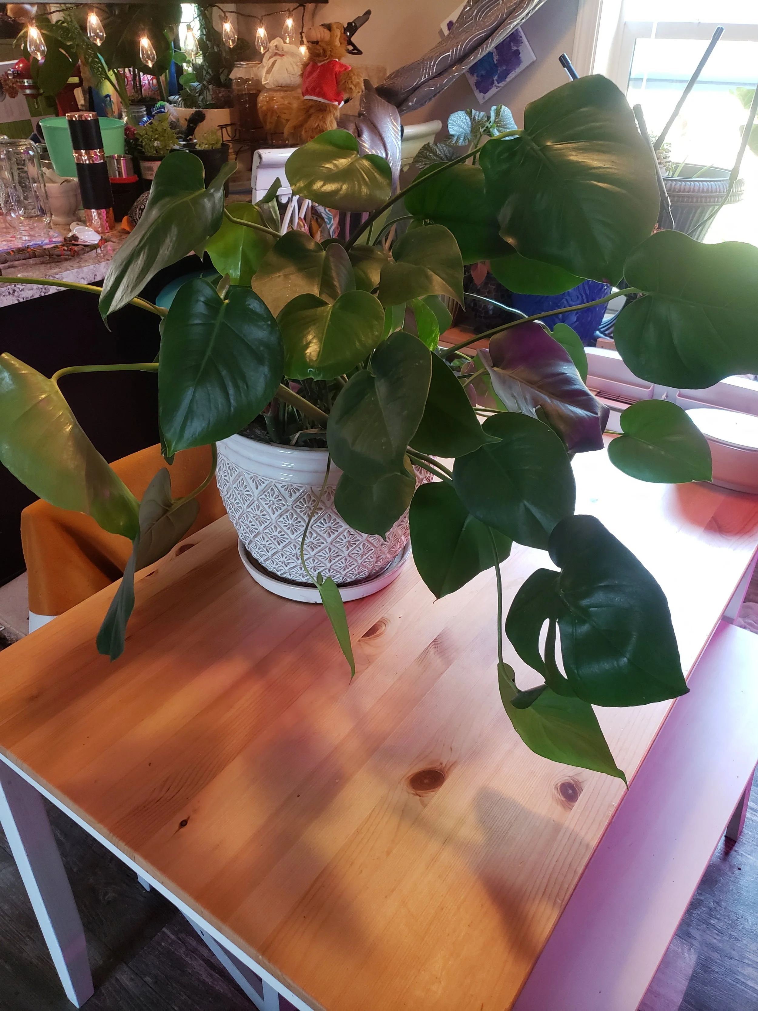 Potted green leafy plant with large heart-shaped leaves on a wooden table in a well-lit room.