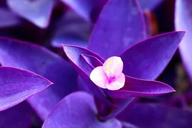 Close-up of a small white flower with purple and yellow accents amid purple leaves.