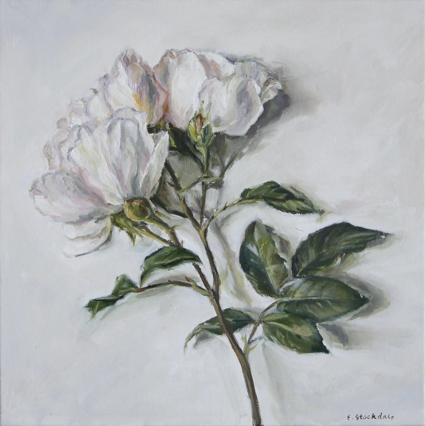 Sweet Rose, 38.5cm x 38.5cm, Oil on Linen - available at The Toowoomba Gallery