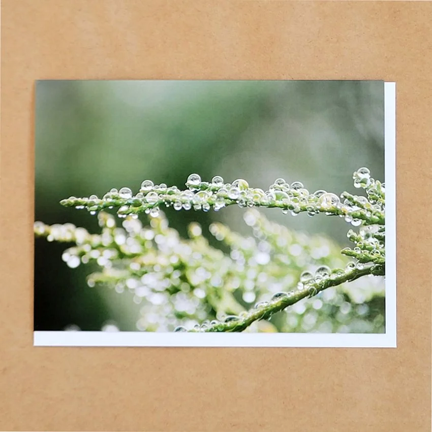 20260105_101614(1) dew kissed card copy.jpg