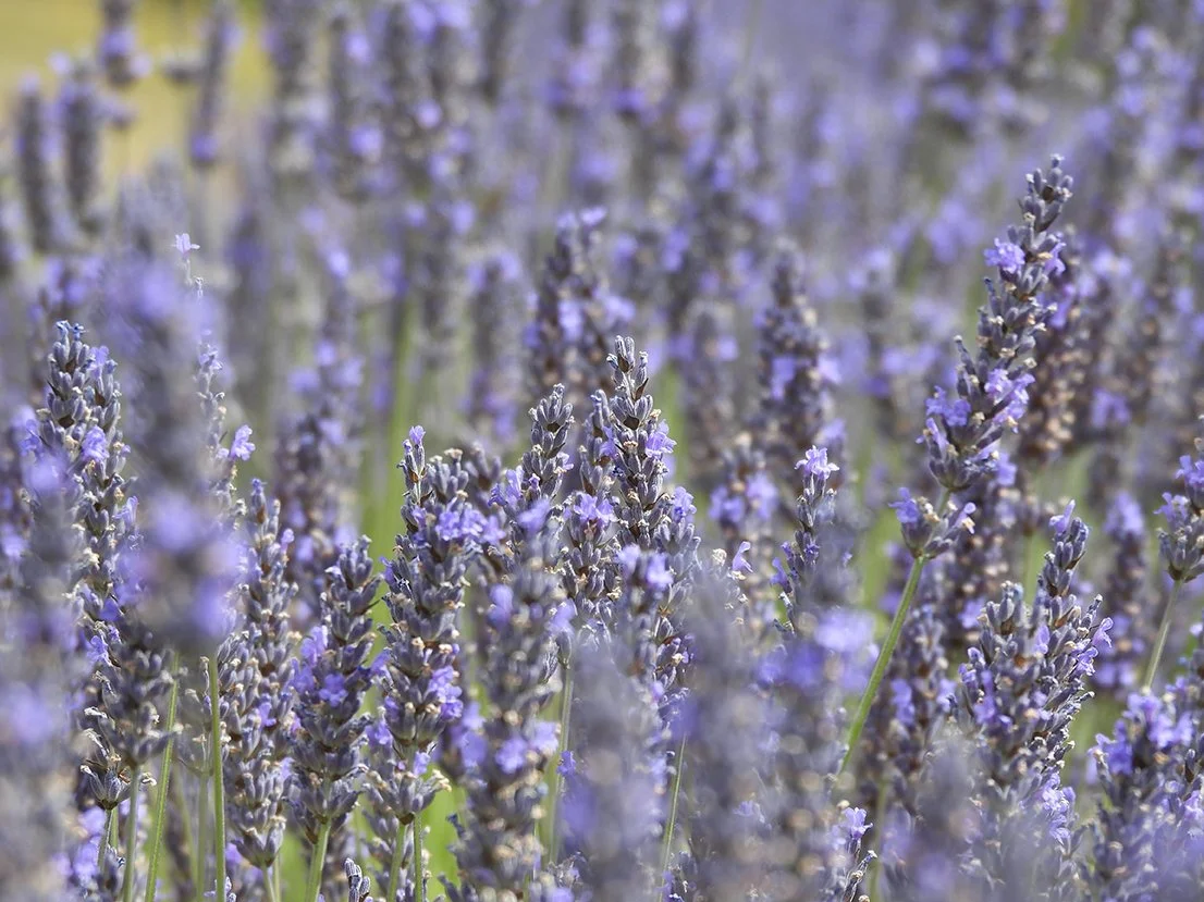 Sweet Lavender