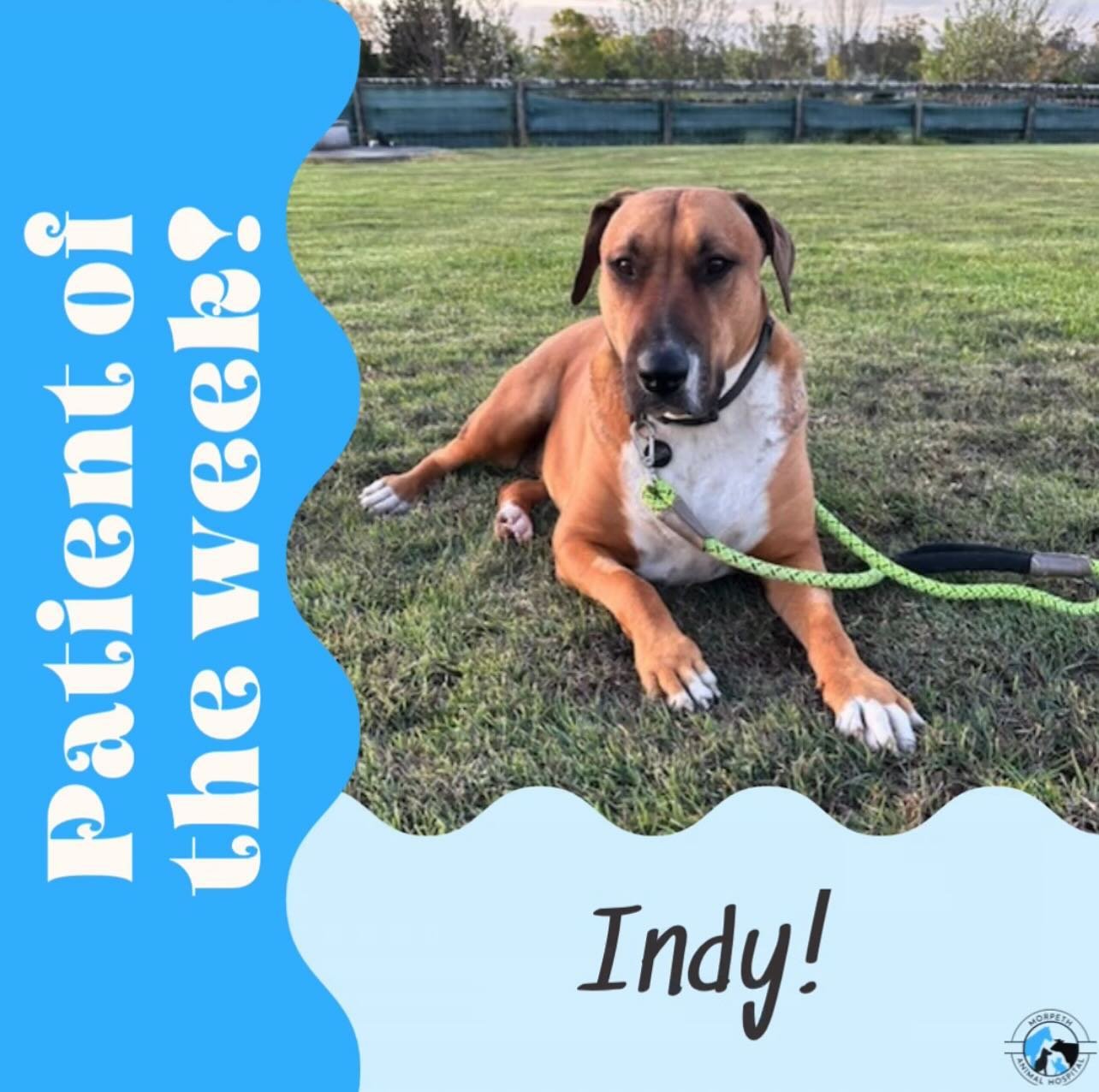 Meet our brave patient of the week, Indy!
Indy had quite the adventure with a red-bellied black snake! After a long week she has now made a full recovery and is back to her playful self! 🩵🐶