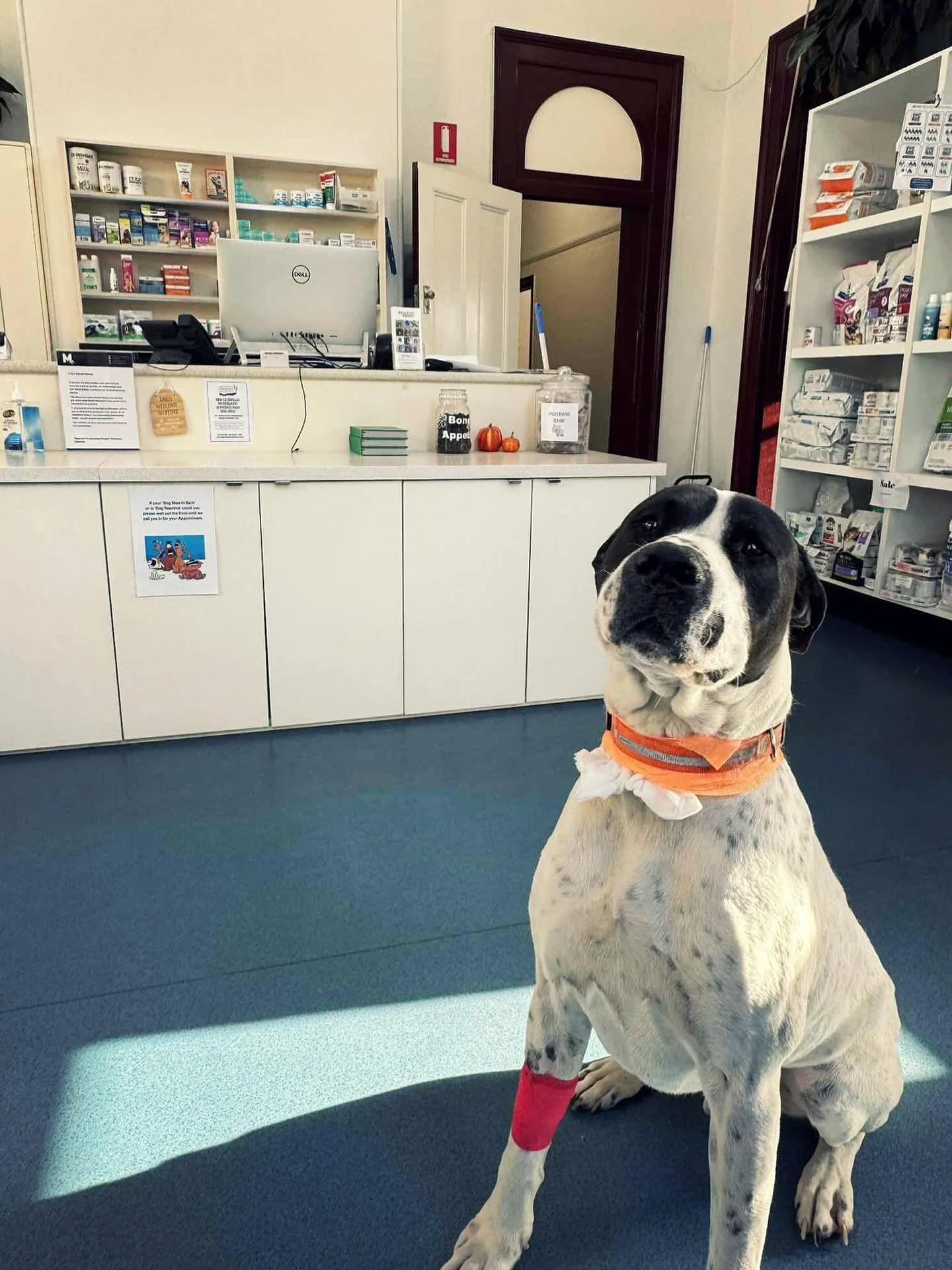 A Big Thank You to Our Hero, Frank! 🐾🩸

Yesterday, superstar Frank donated blood for a transfusion ❤️
We&rsquo;re so grateful for his super calm nature and to Bianca for jumping in her car to get Frank and bring him into to the clinic to help anoth