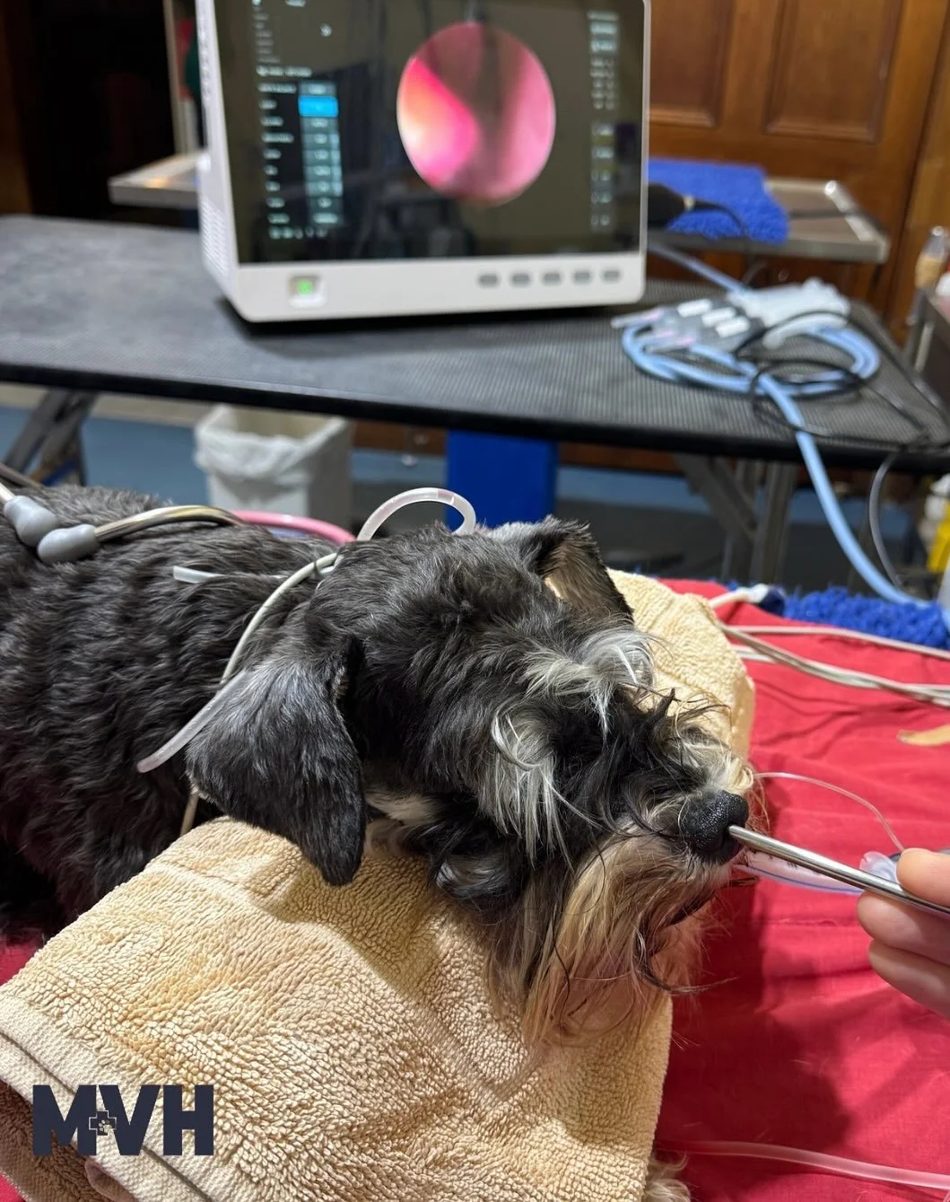 Grass Seeds & Sneaky Noses! πΎπΆ
Last week our team used our rhinoscopy unit to remove a grass seed lodged deep within a dog’s nasal passage, a common issue we see during the warmer months.
Grass seeds can easily become trapped in ears, p
