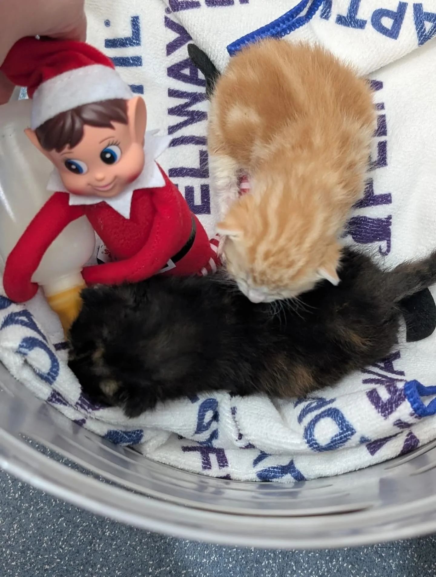 Today&rsquo;s Episode of &ldquo;What Is Tinsel Doing Now?&rdquo; 🍼🎄

Just when we thought Tinsel couldn&rsquo;t get any more helpful, she decided to lend a hand with Bianca&rsquo;s baby kittens today.

And look &mdash; we appreciate the enthusiasm.
