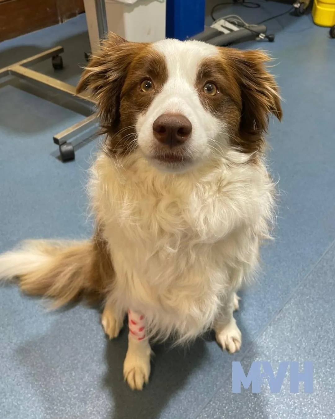 Sydney&rsquo;s Smile Makeover &ndash; Why Dental Care Truly Matters

This is Sydney, who came in recently for a dental scale and polish. Her before-and-after photos show a beautiful transformation, but the real change is more than just aesthetic.
At 