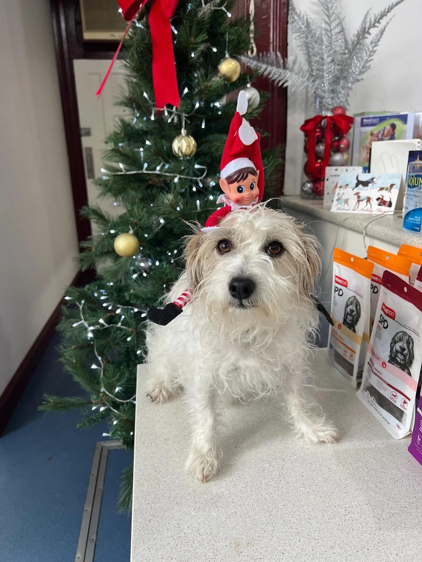 TINSEL&rsquo;S NEW UBER: POWERED BY SNIFF 🐶🎄

Tinsel has officially given up on pedestrian life and has moved straight into four-paw drive. Her chosen vehicle? Sniff &mdash; Kyle&rsquo;s long-suffering canine 😂

She climbed on like she was enterin