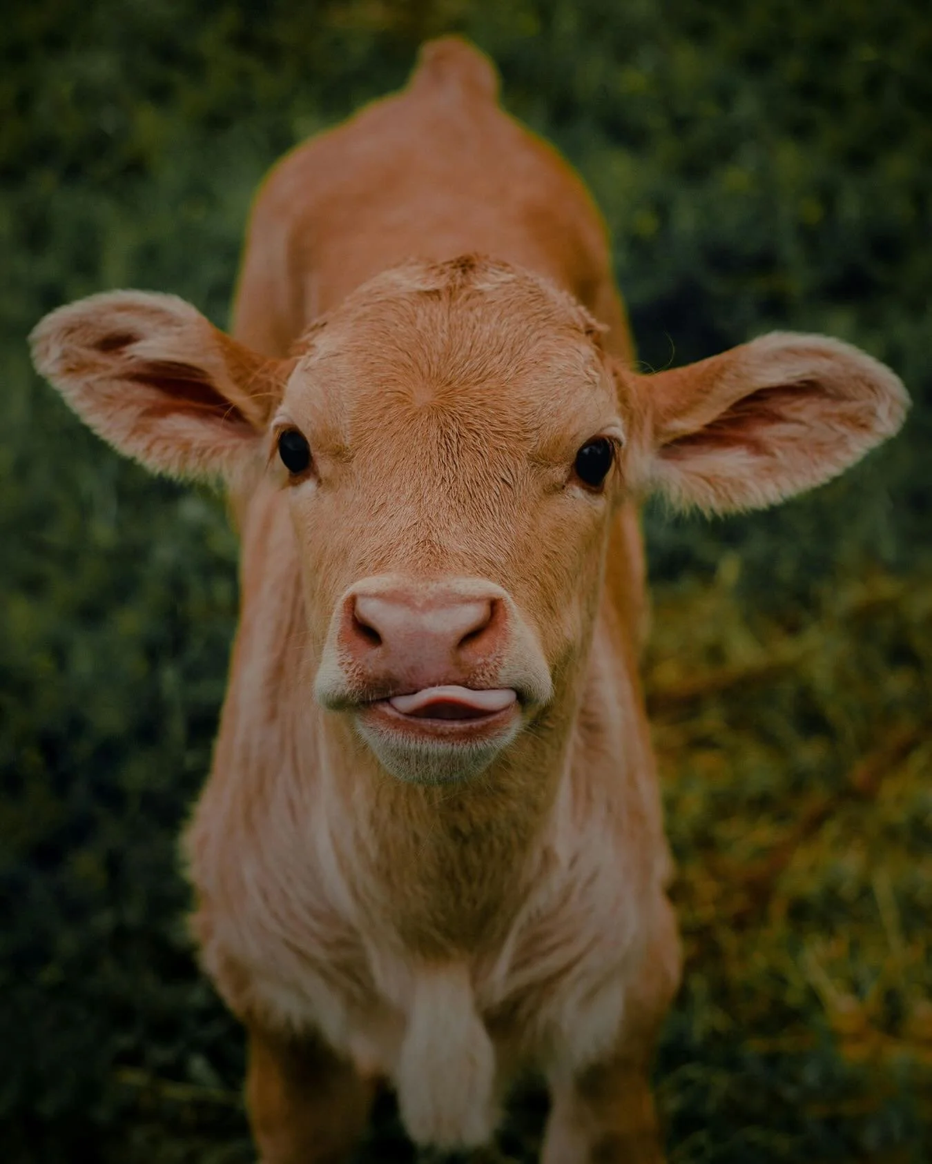 Increase in 3 Day Sickness (Bovine Ephemeral Fever) in Cattle

We are currently seeing an increase in cases of 3 Day Sickness in cattle across our local area. This viral disease is spread by biting insects such as mosquitoes and midges and is more co