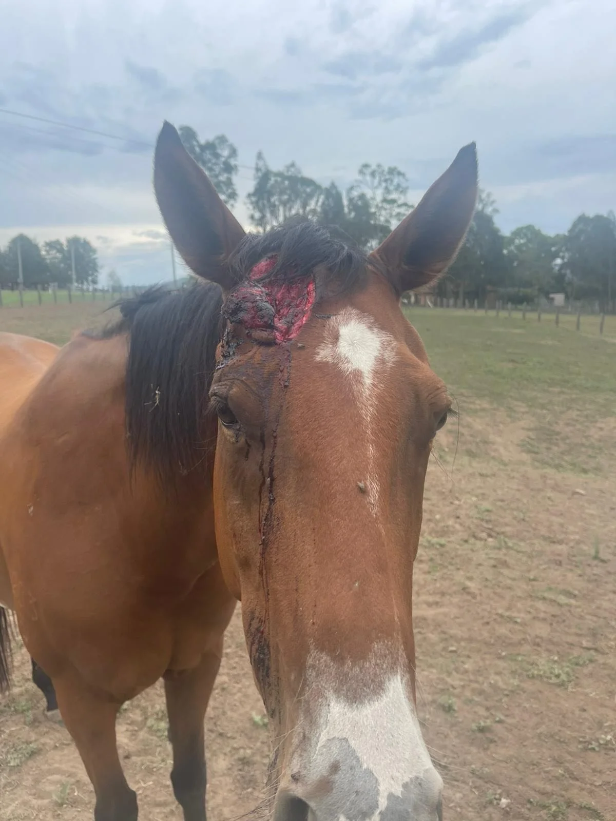 Two weeks can make a big difference.

Recently, Dr Stuart attended nurse Tayla&rsquo;s horse who required stitches following a wound. After careful cleaning, suturing, and follow-up care, we&rsquo;re pleased to share the result just two weeks later &