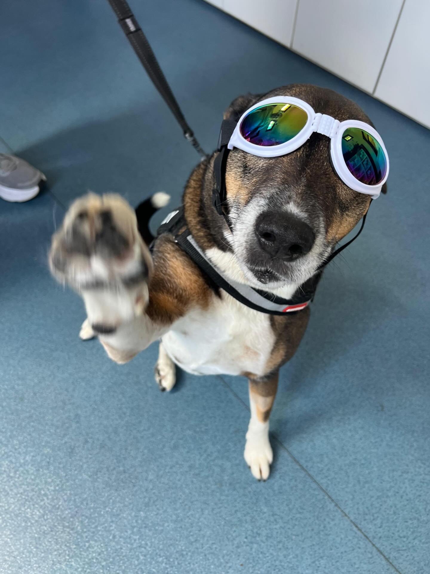 Meet buddy. Buddys been on a bit of a journey lately. After being diagnosed with uveitis (a painful type of eye inflammation), he started treatment with several ointments to help heal his eye. The catch with one of these drugs, is that it keeps their