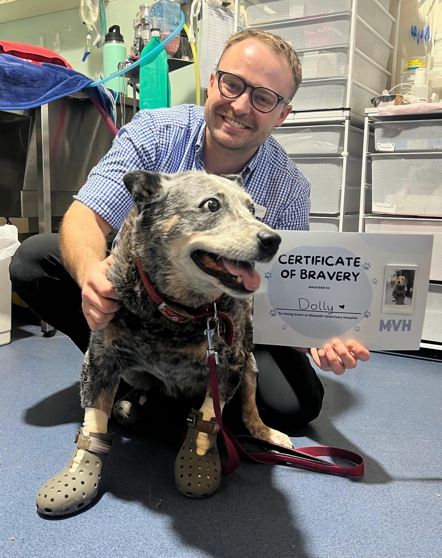 Dolly might be 15, but she&rsquo;s proving that resilience (and a little style) never goes out of fashion 🐾
After accidentally walking across hot embers, Dolly the cattle dog has been visiting us every couple of weeks for ongoing bandage changes and
