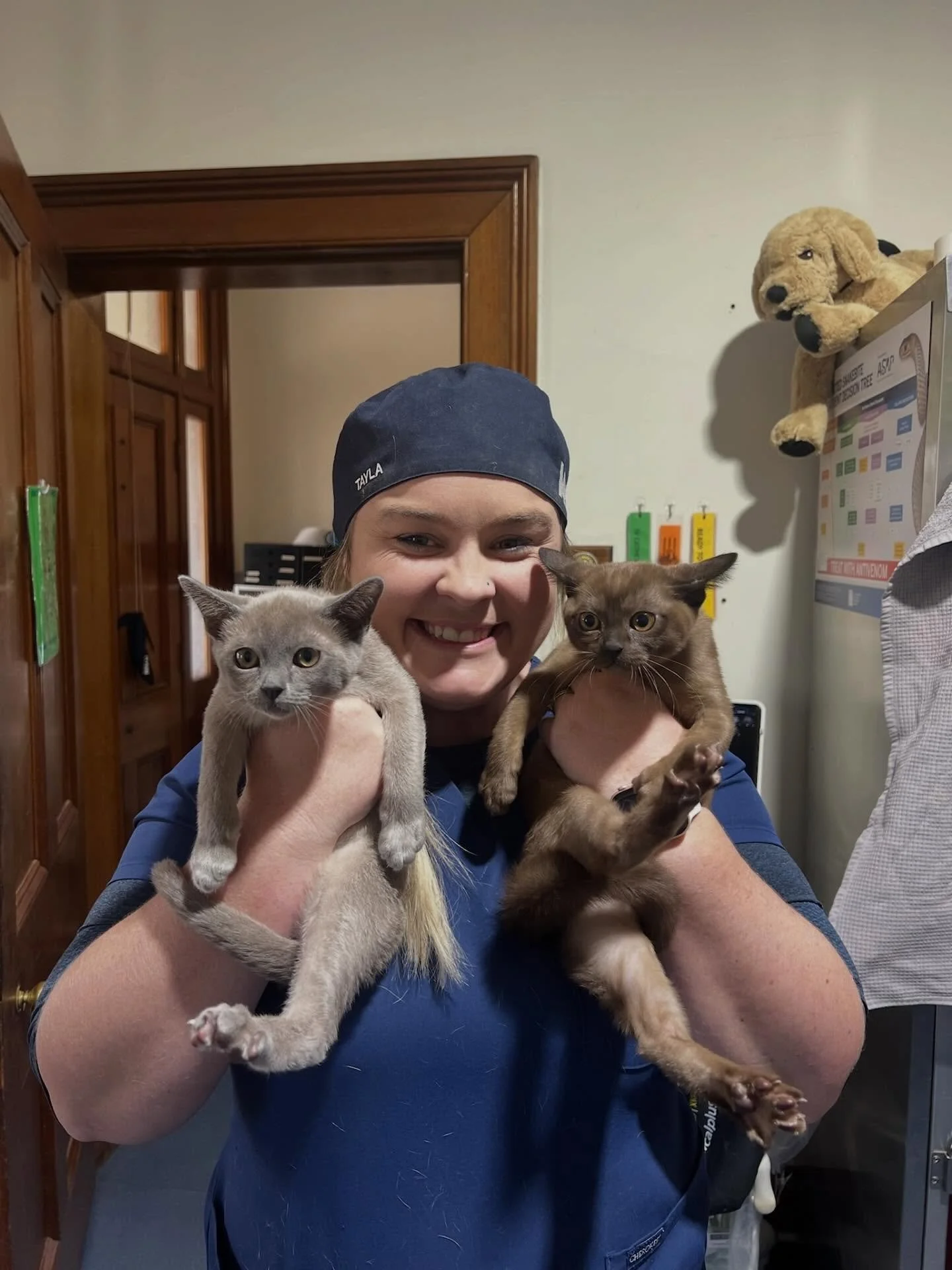 🐾 Kitten cuddles are always a highlight of the day. 

Sora &amp; Yoshi, two gorgeous 14-week-old Burmese kittens, visited us today for their second vaccinations and completely won over Nurse Tay with plenty of cuddles and purrs.

Vaccinations are an