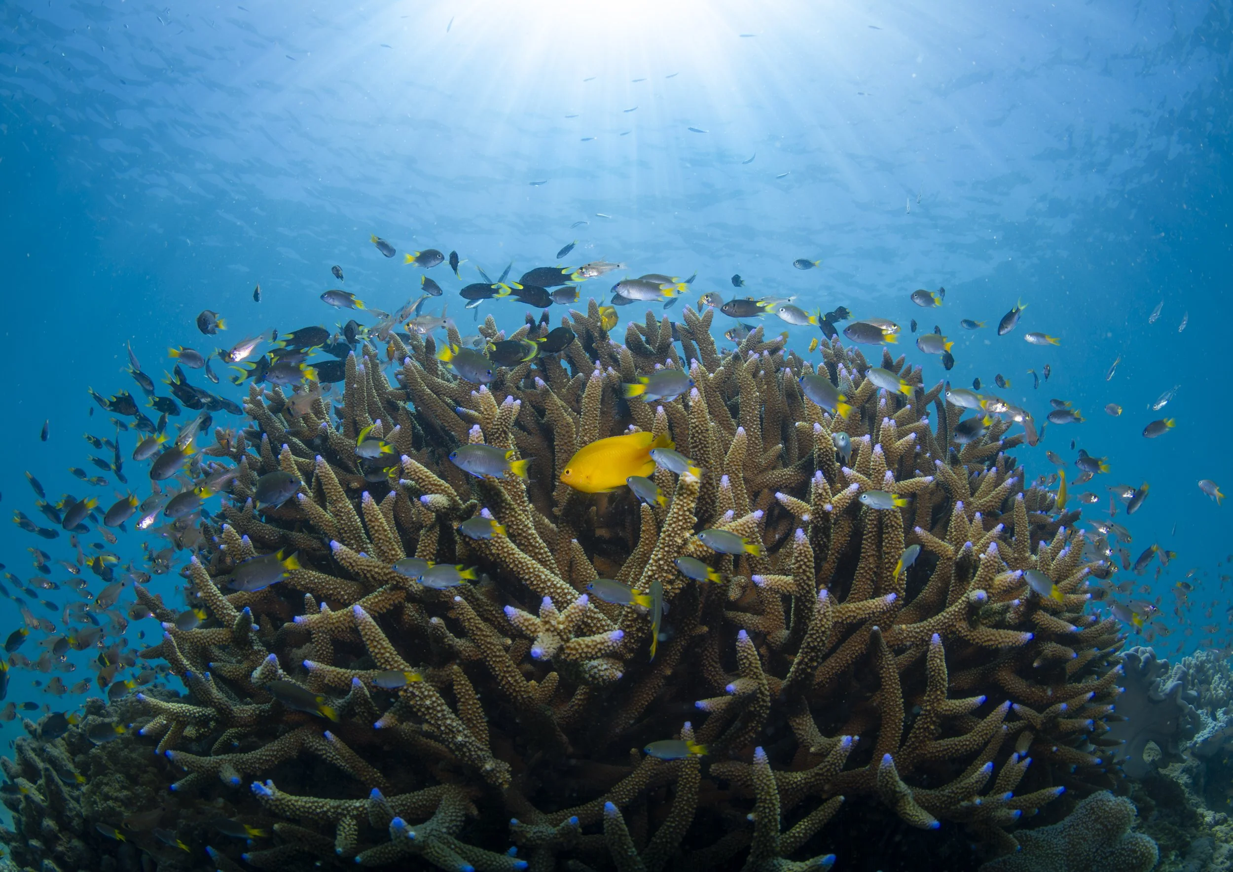 SNORKEL & DIVE-3037 (3)-Enhanced-NR.jpg