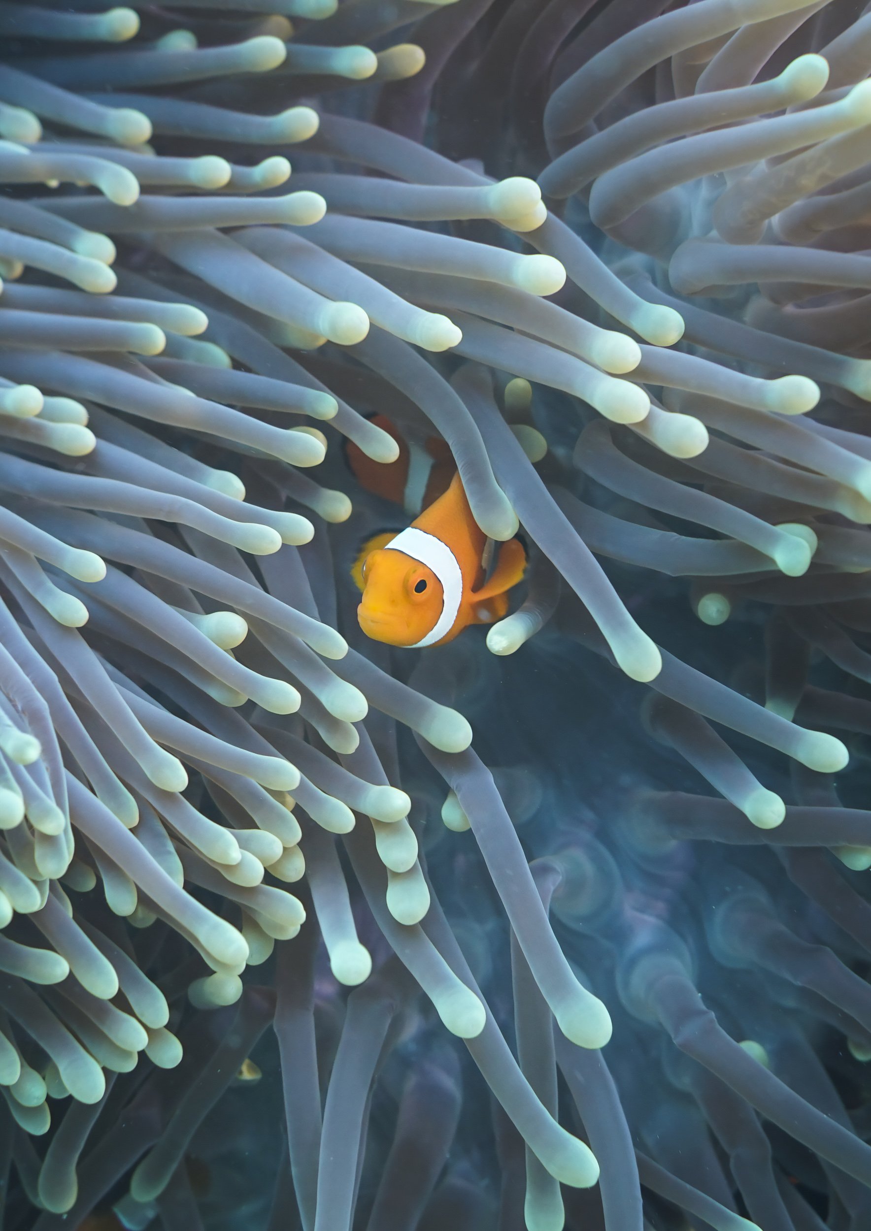 Home Sweet Home | Raja Ampat