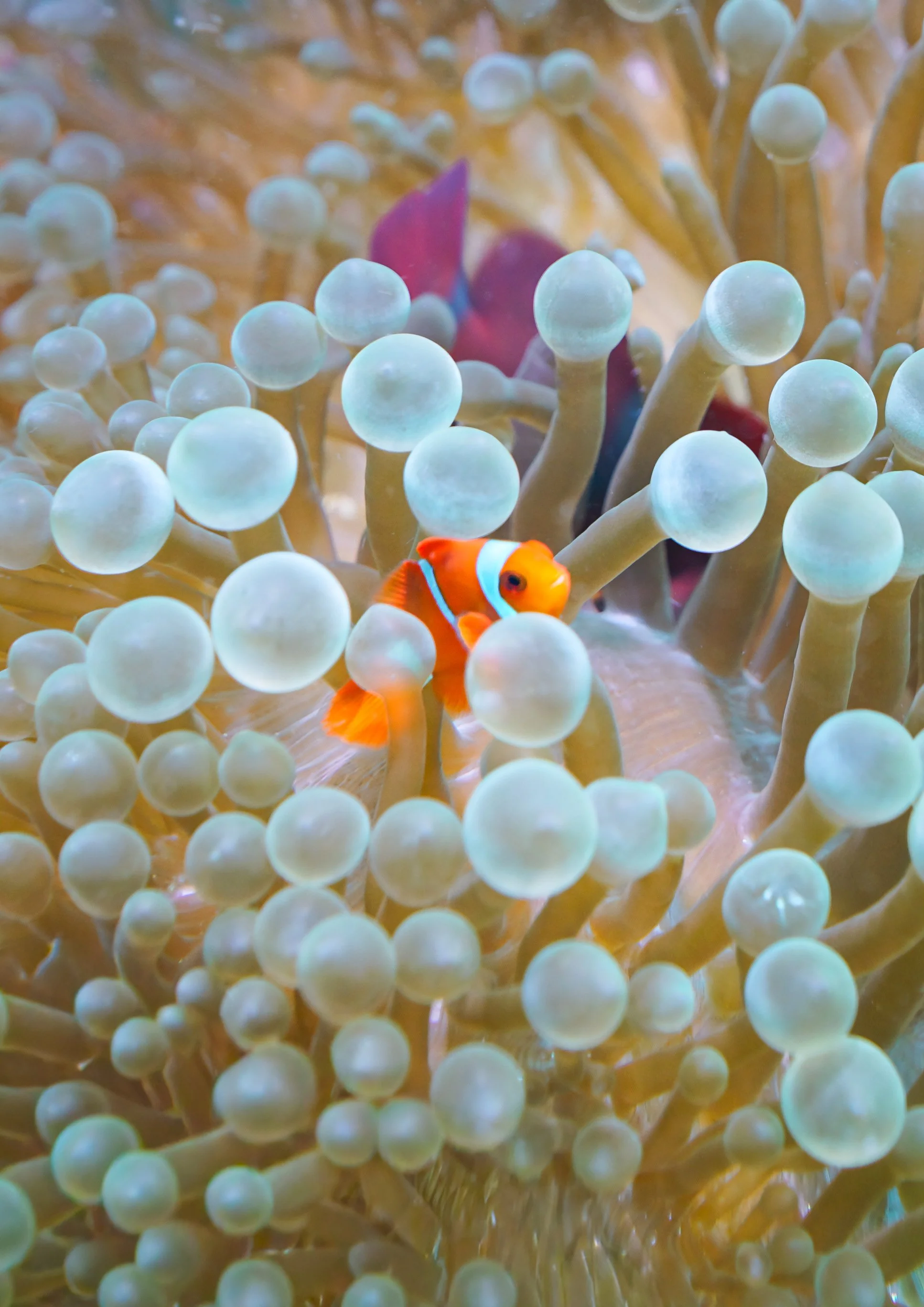 Raja Ampat Clownfish Cute