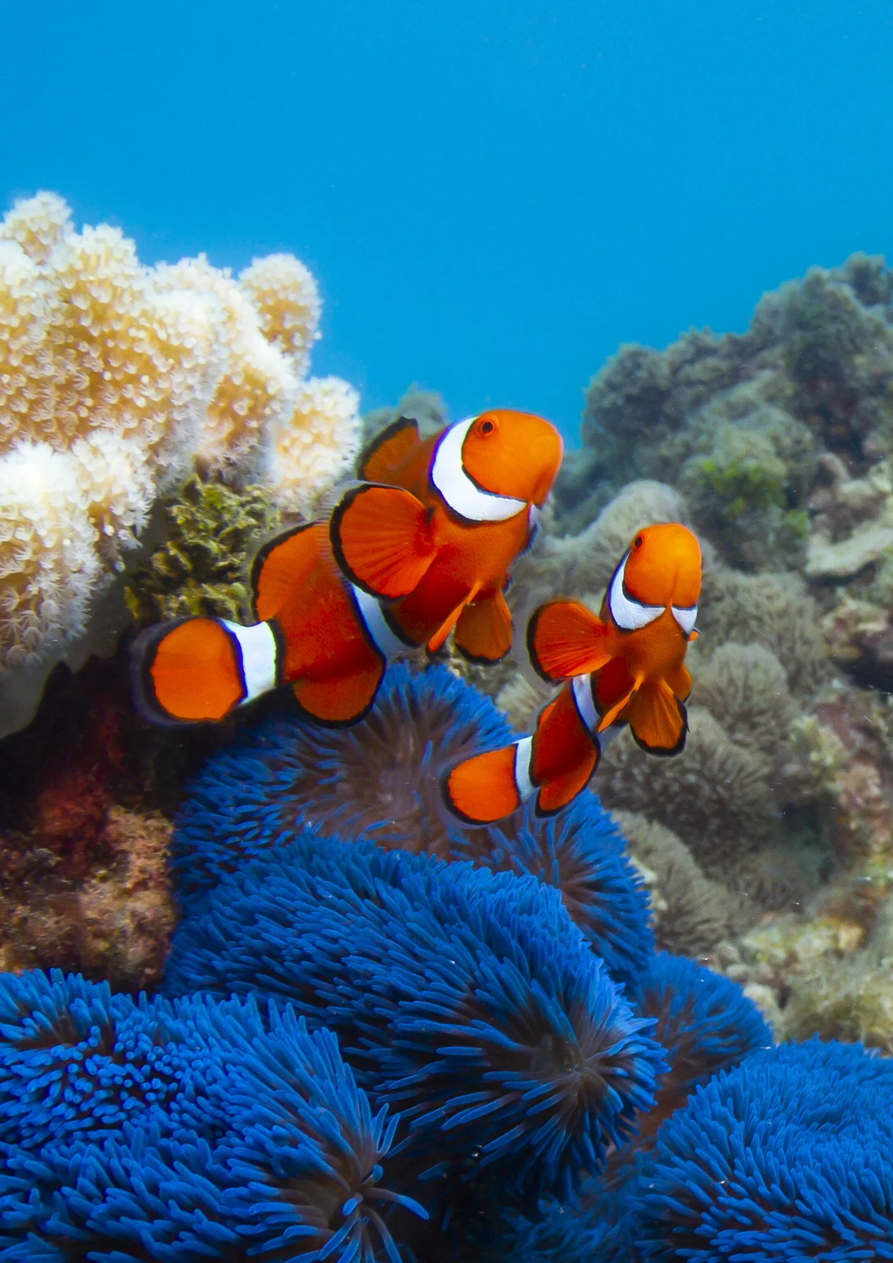 SNORKEL & DIVE-3002 (4)-Edit.jpg