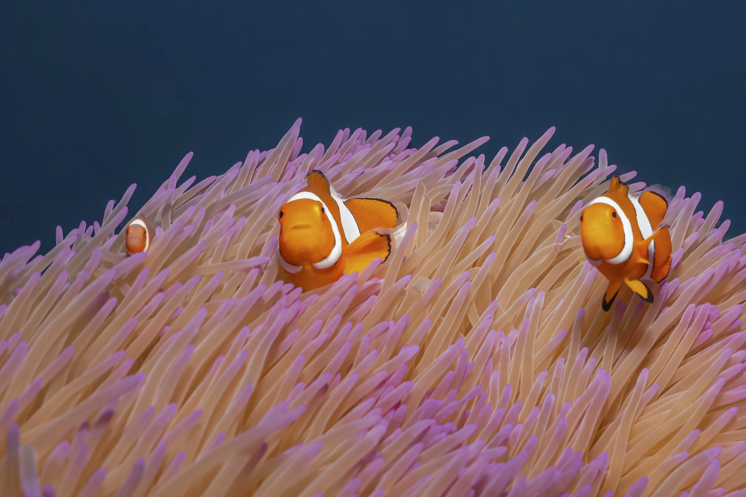Three of a Kind | Frankland Islands