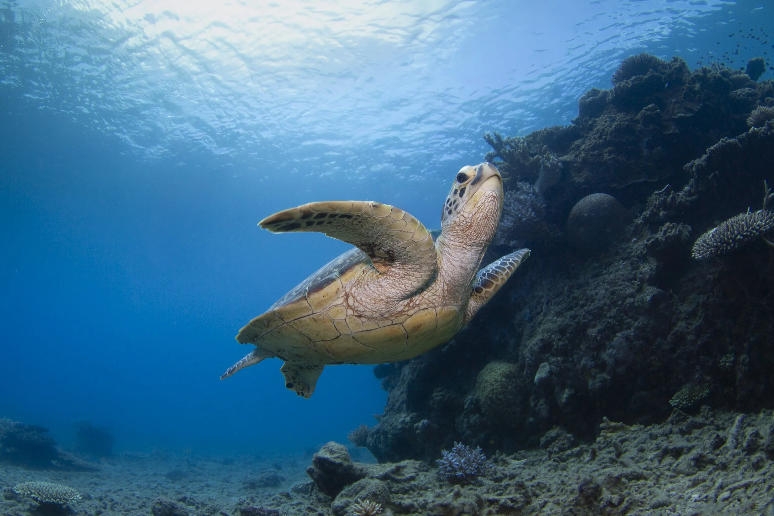 SNORKEL & DIVE-3050 (2).jpg