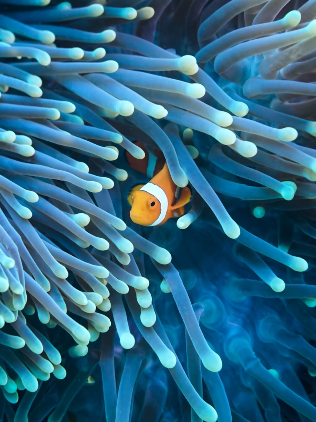 Stunning clownfish showing off its home at Raja Ampat. The types and sizes of anemone at Raja just blew my mind. This one in particular contrasted perfectly against the bright orange home owner turning his head against the current. The memory of this