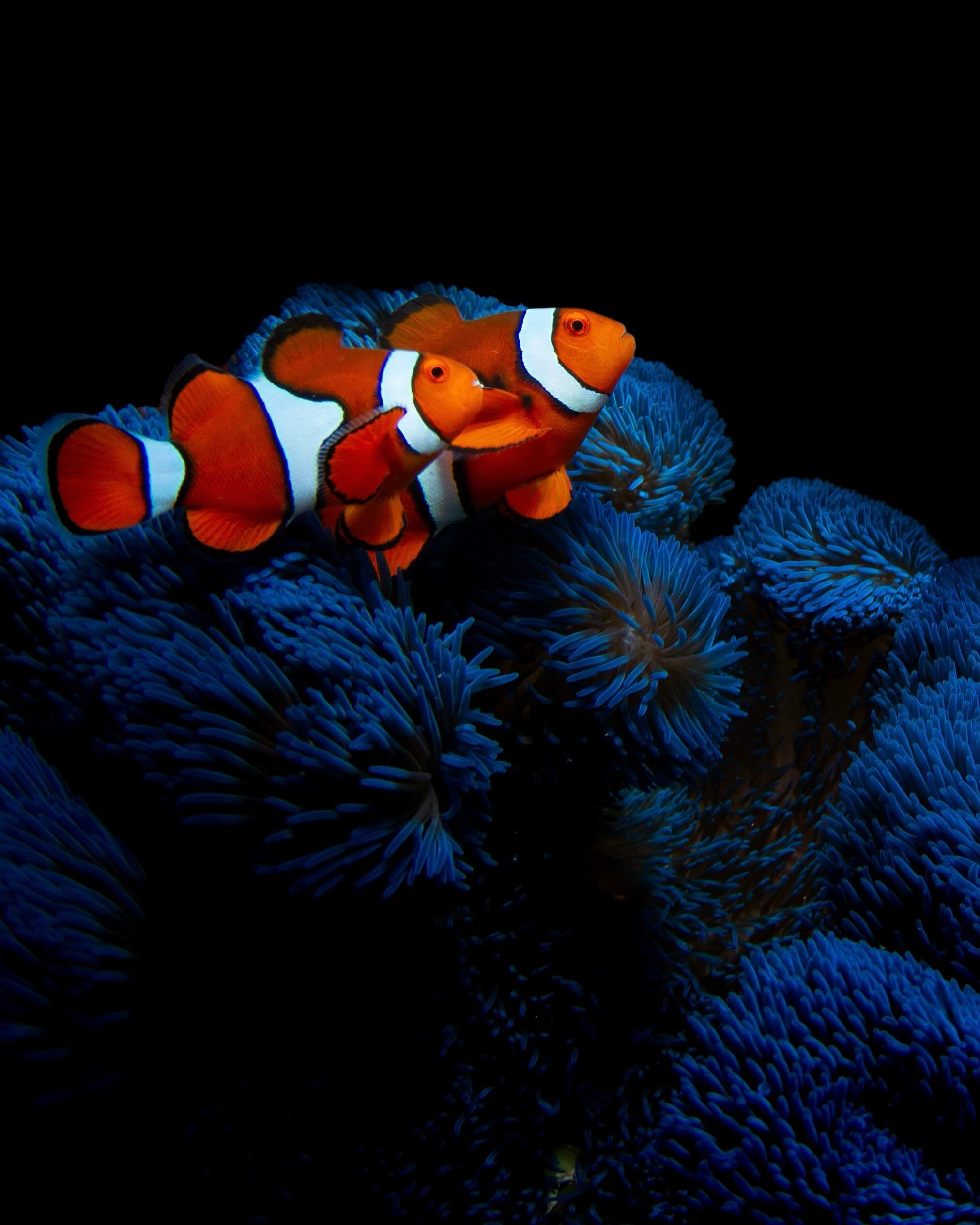Clownfish of the Frankland Islands vs Raja Ampat. 

I love the subtle differences between the fish and the vast differences in colour and shape of the many anemones they call home. 

#rajaampat #clownfish #underwaterphotography #nemo #franklandisland