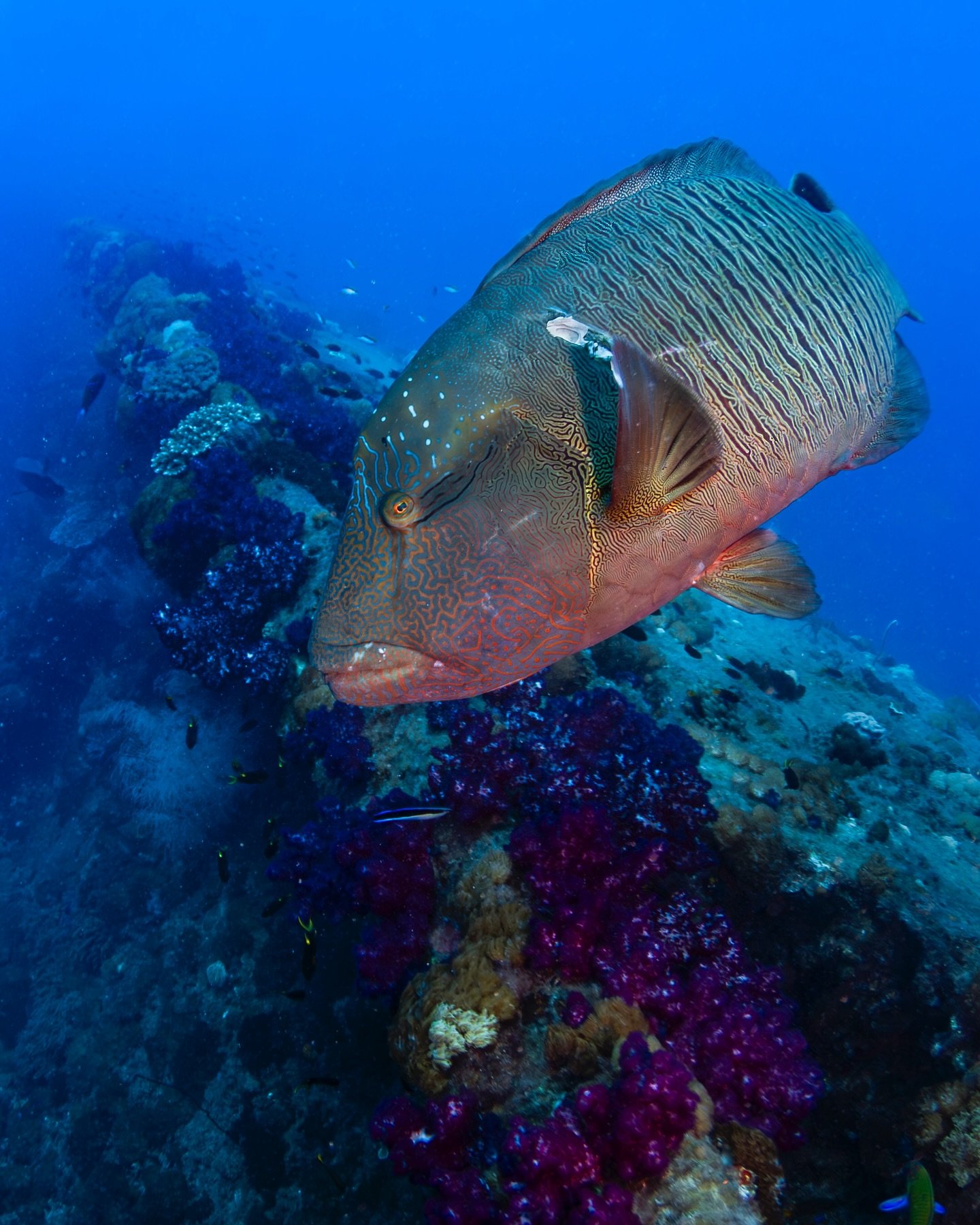 I suppose they&rsquo;re not called Maori Wrasse for nothing - this one&rsquo;s been in some battles and lives to see another day. 

#exploretnq #yongala #underwaterphotography #thisisqueensland #australia