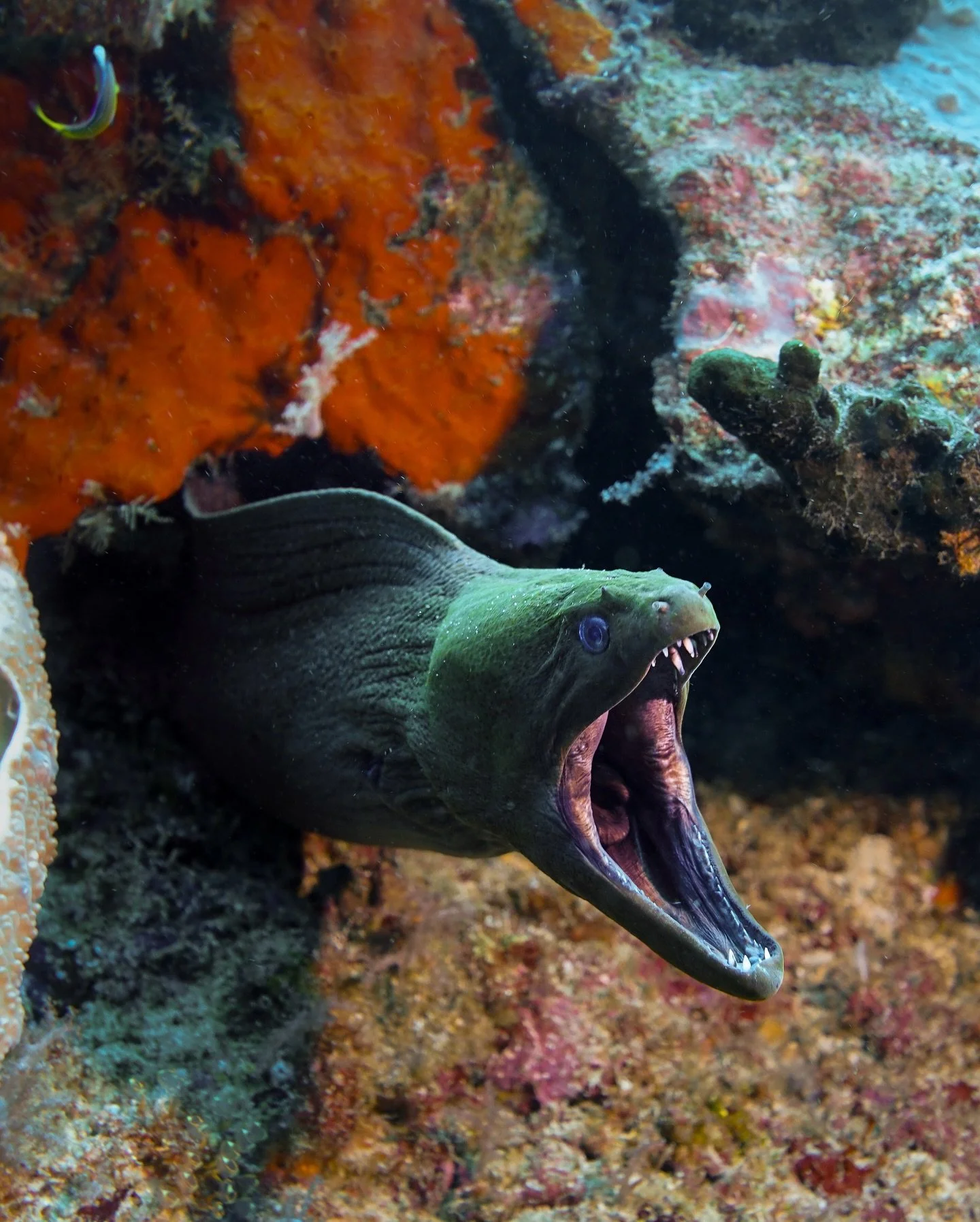 It&rsquo;s been a few years since doing some underwater photography and what a better way to jump back in (to the deep end) than one of the world&rsquo;s most renowned diving locations - Raja Ampat. 

Big thanks to @papua_explorers &amp; @bradleycter