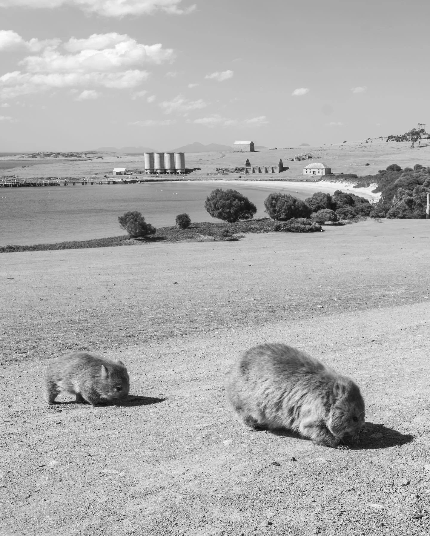 Maria Island collage - slightly surreal photos for an absolutely surreal place.

#tasmania #tasmaniagram #mariaisland #wombat #surrealphotography #monogram
