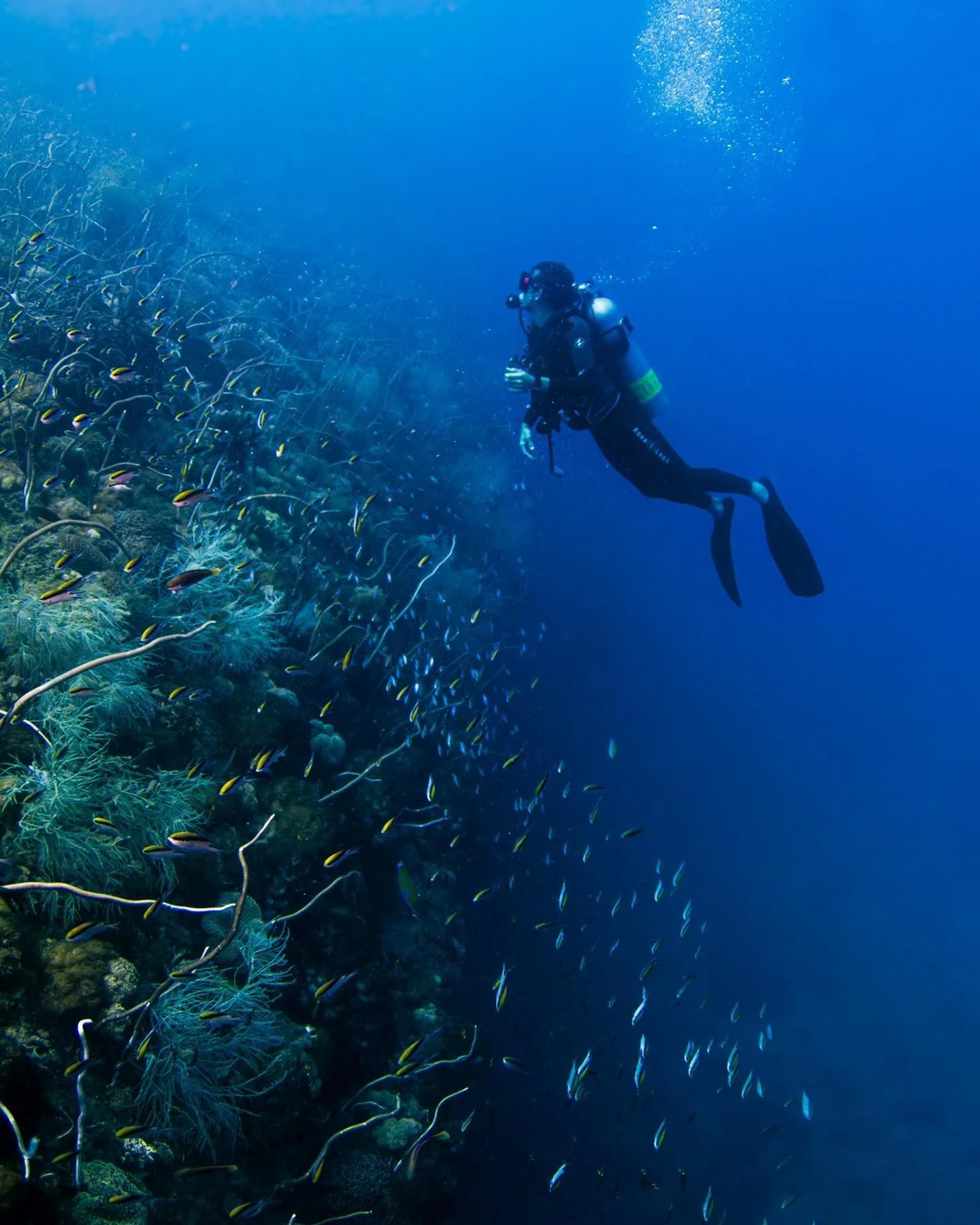 Looking back on photos from my favourite dive at the SS Yongala. Sitting in a channel, the site gets a unique mix of both reef and pelagic species. One minute you&rsquo;re cut off by a donkey of a coral trout then flanked by a squadron of rays appear