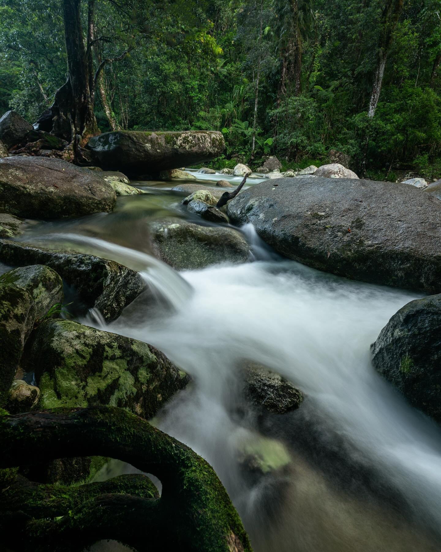 Hard to have a rough day when you can stop into somewhere like this on the way to work. The mossy stone under the tree in the middle of the creek looks kind of like Pride Rock, I love this one. 

#tropicalnorthqueensland #queensland #exploretnq #cair