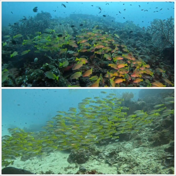 A few scenes from Raja Ampat this time last year. It was amazing to see some of the healthiest reef in the world - it puts into perspective what all reef habitats could look like without the damage we cause. There are of parts of the Great Barrier Re